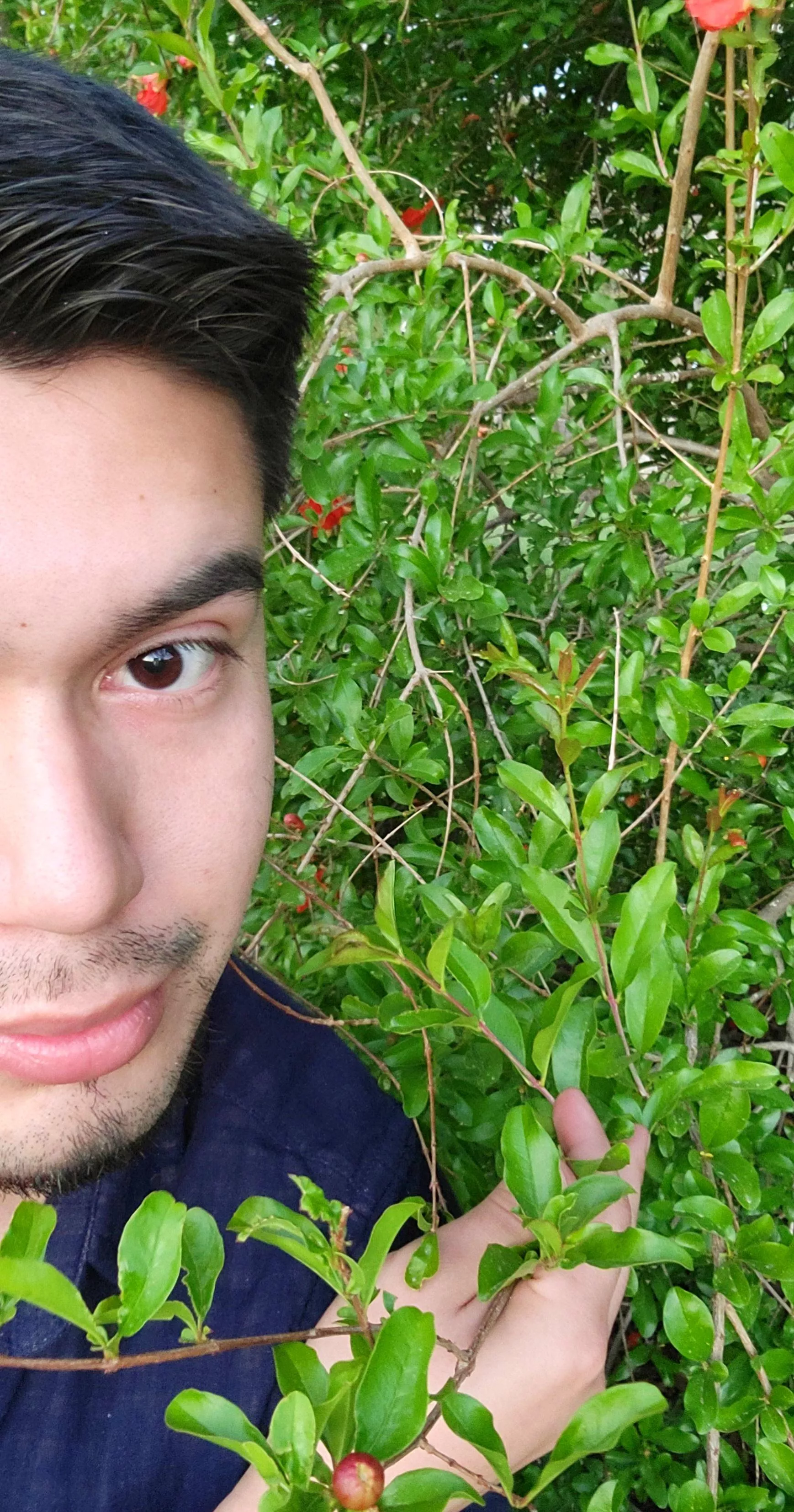 Feeling shy, but wanted say hello with my pomegranate trees😊 posted by ikhouvansinaasappels