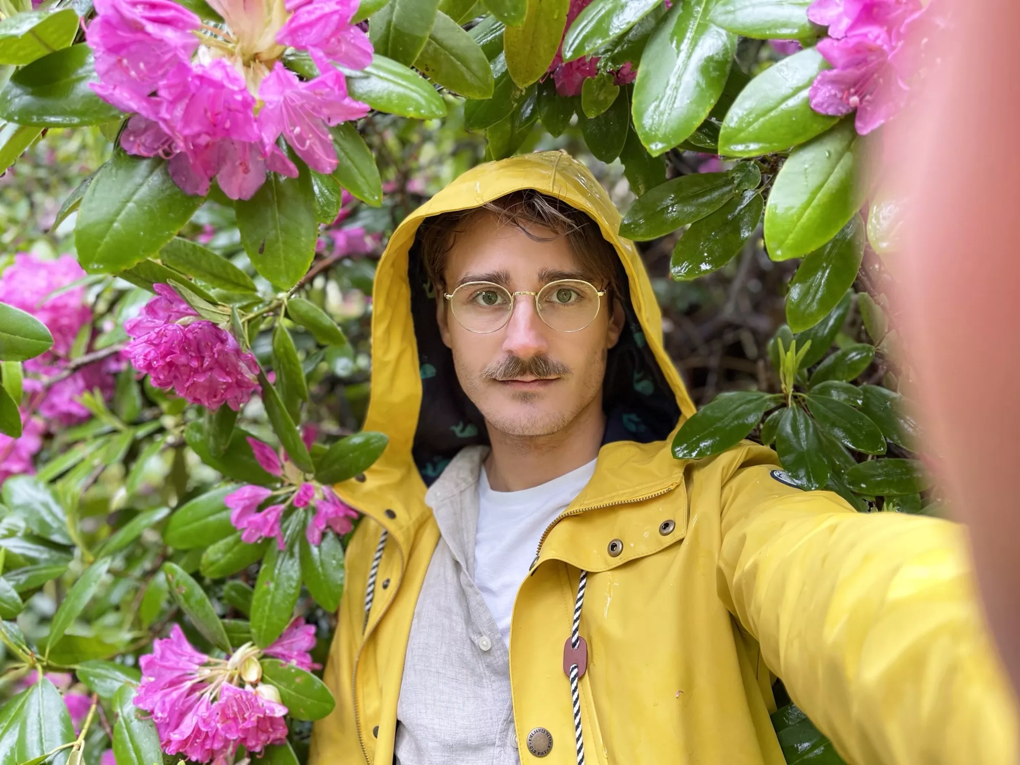 Greetings from betwixt the azaleas posted by charleyharper