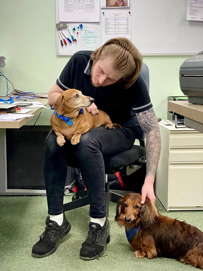 Had some furry visitors in the office today! Trying out wearing a hair band too, what do you guys think? posted by hogsynormous