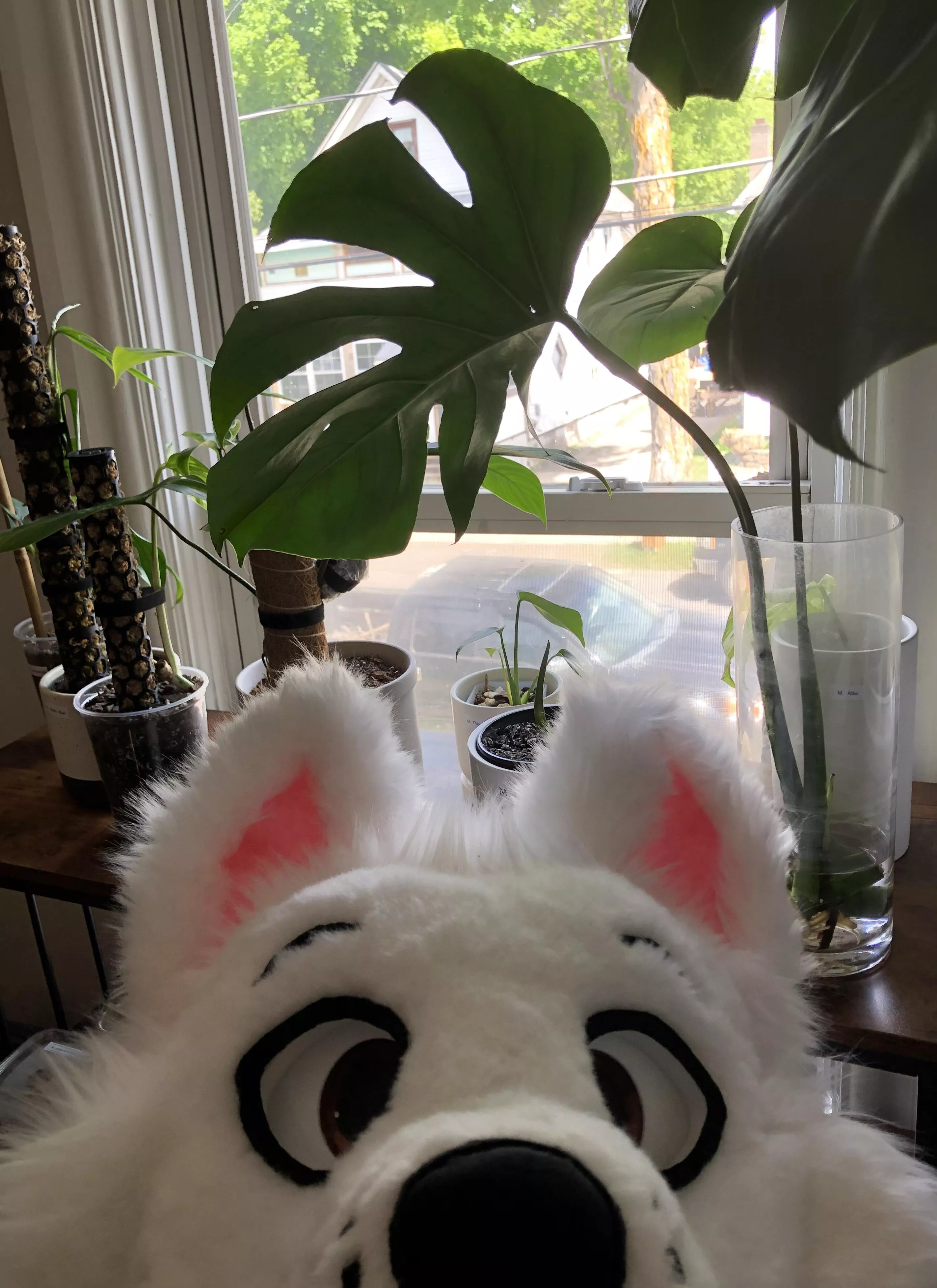 Missed my plant window! Welcome back warm weather! posted by BoltBitez