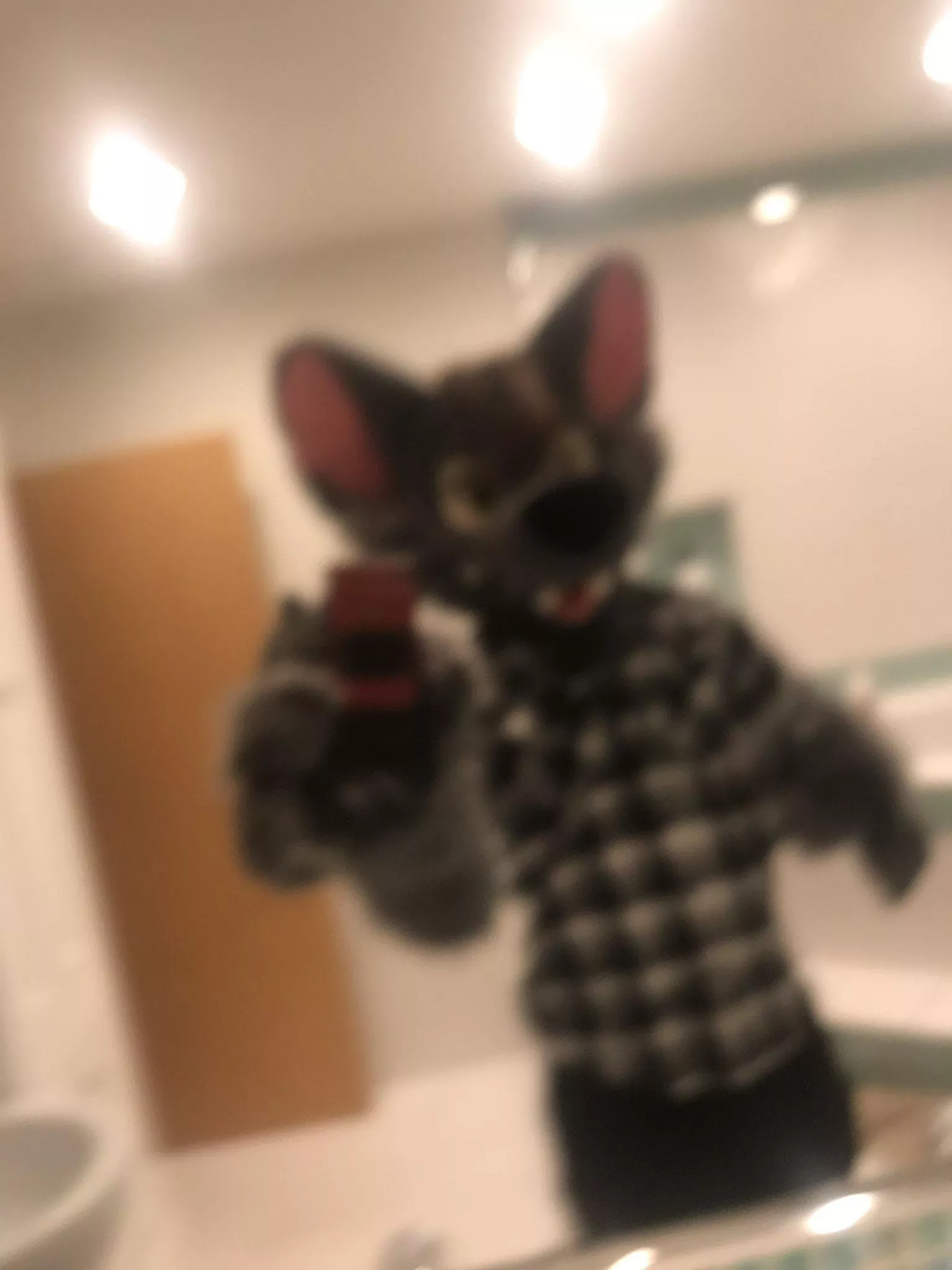 Paws so big he can’t focus a camera smh ❤️ posted by aceofheartsfox