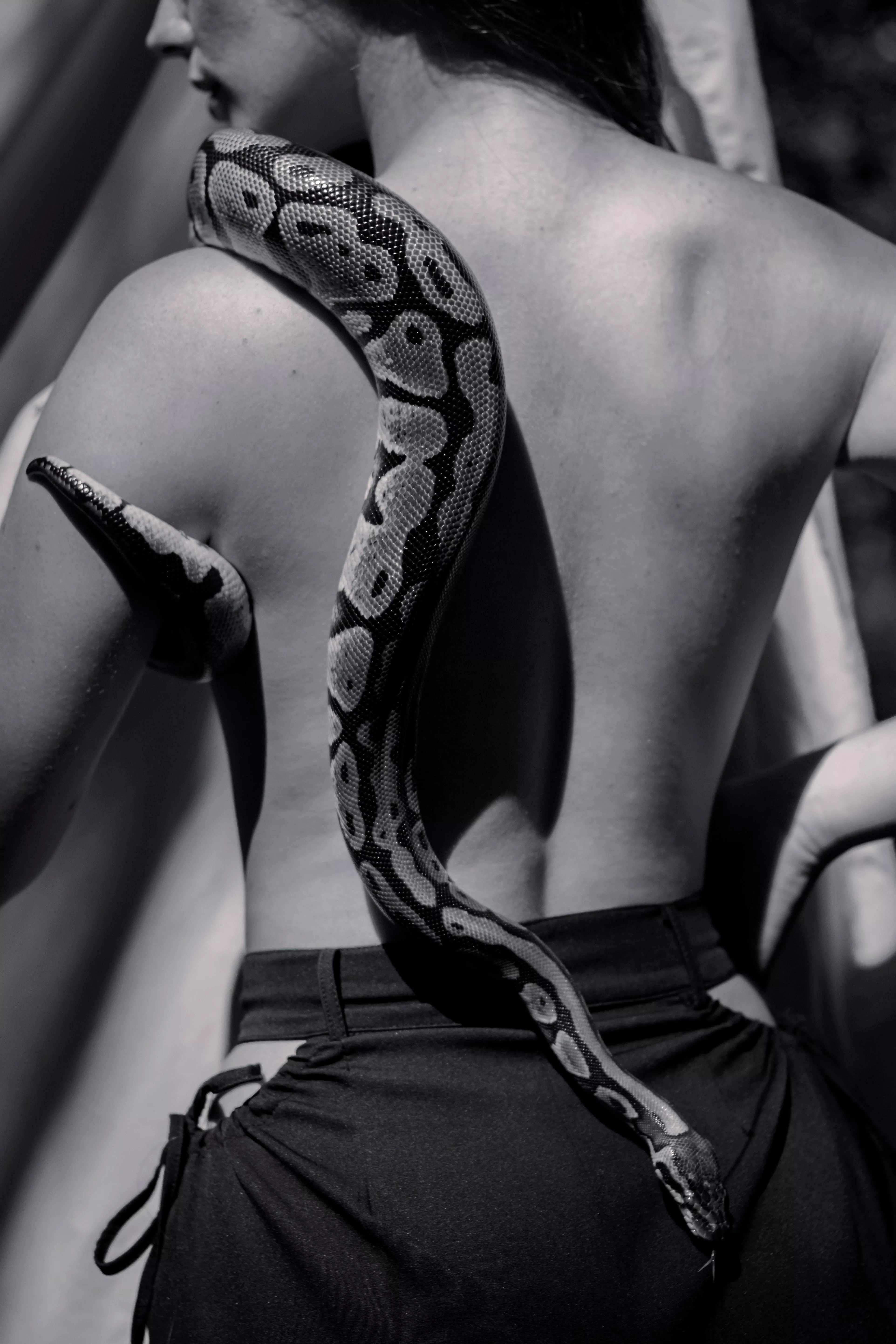 A BnW Snake study posted by bellatrixortreat