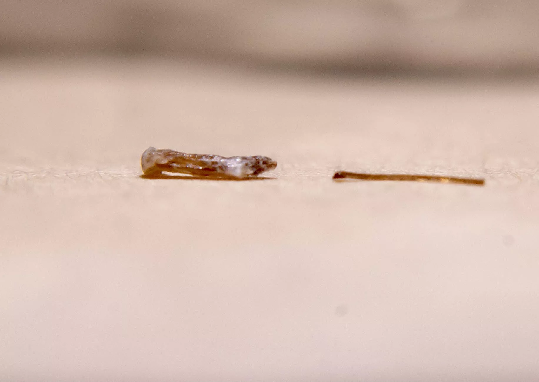 an absolute THICK facial hair i pulled out post laser hair removal. it’s next to a normal facial hair for reference. you can see how laser literally melted it and cooked the follicle. posted by gotboredlmao