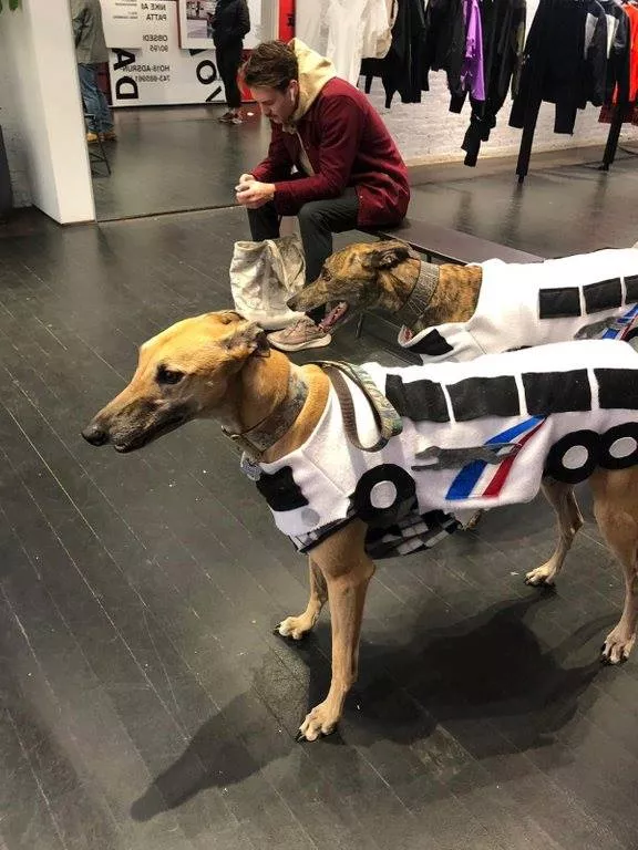 Anyone call for a Greyhound? posted by sharkweeek