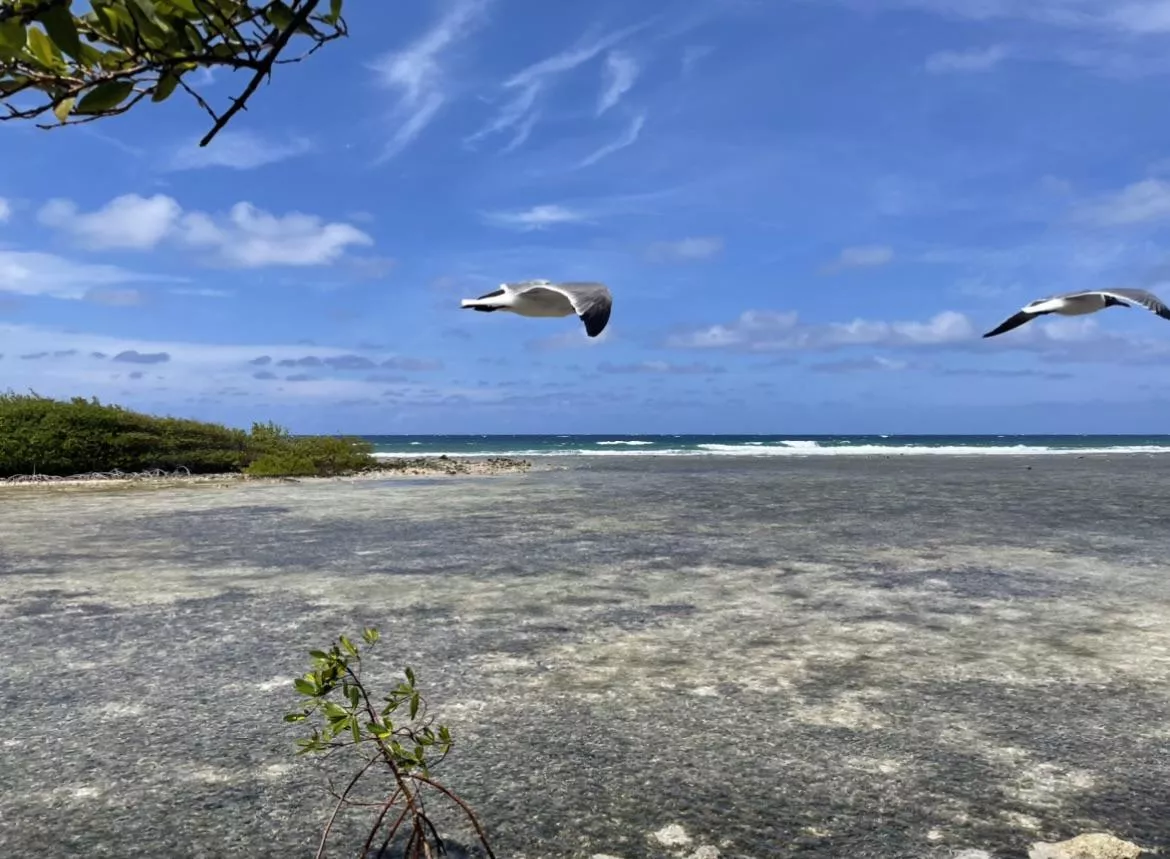 Beautiful Jamaica. So happy to be back. posted by mainline4