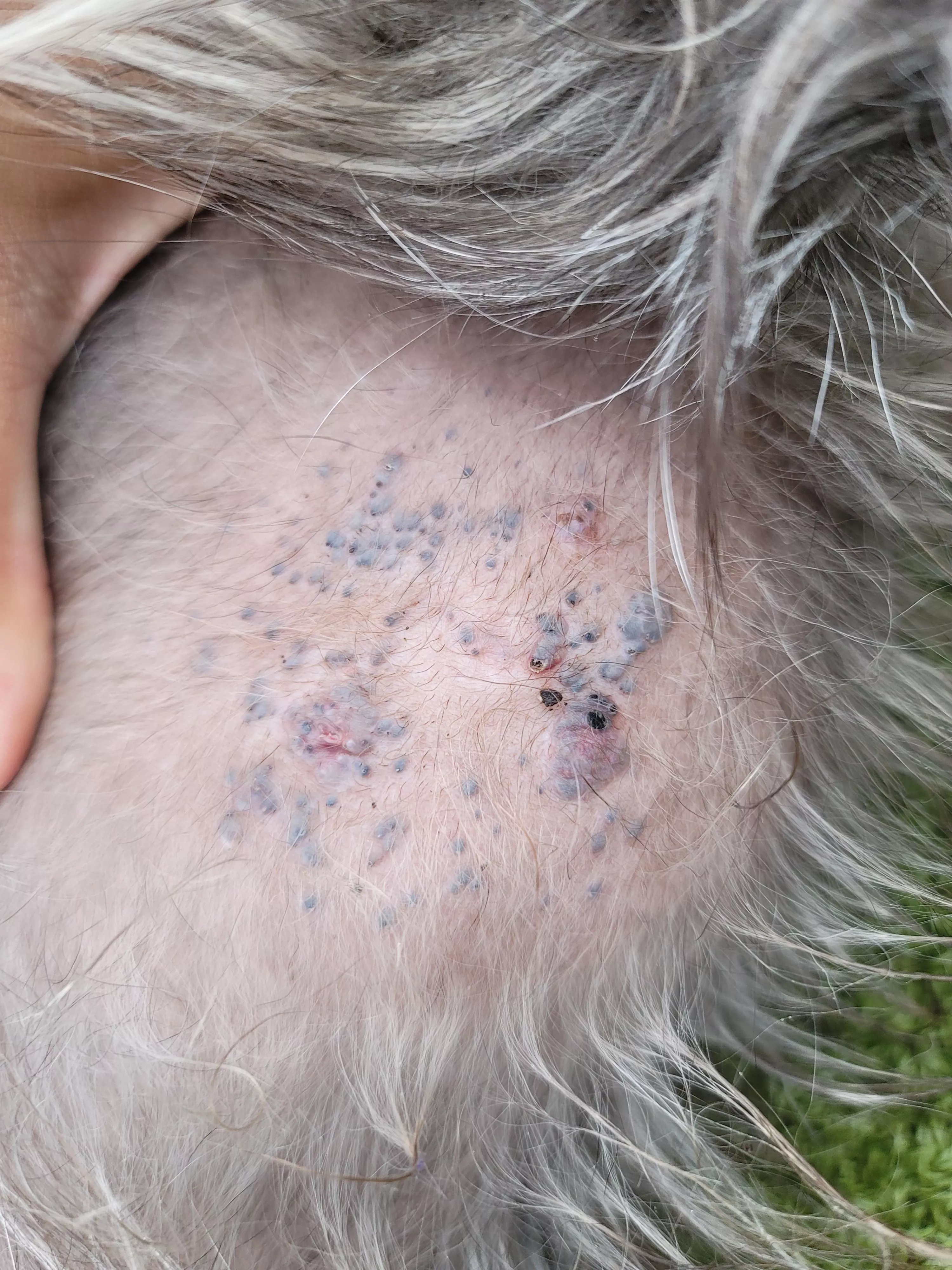 Blackhead Gold Mine on a dog's tummy posted by suppyhailey