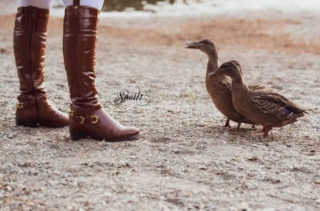 Brown leather riding boots even these ducks admire them 😁 posted by SpoiltPrincessG