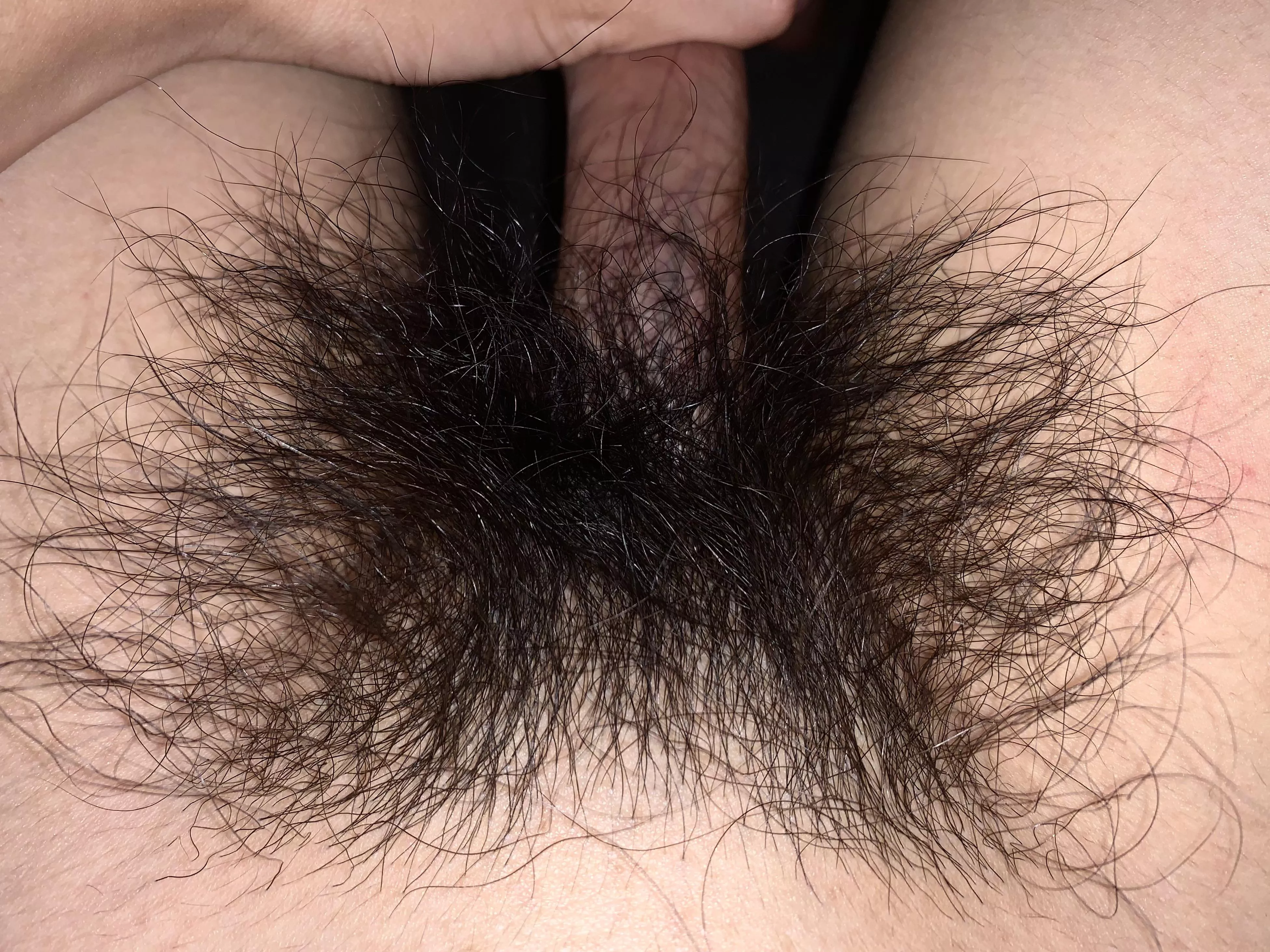 Bush Update: Getting very hairy and thick! posted by HairyWildBush