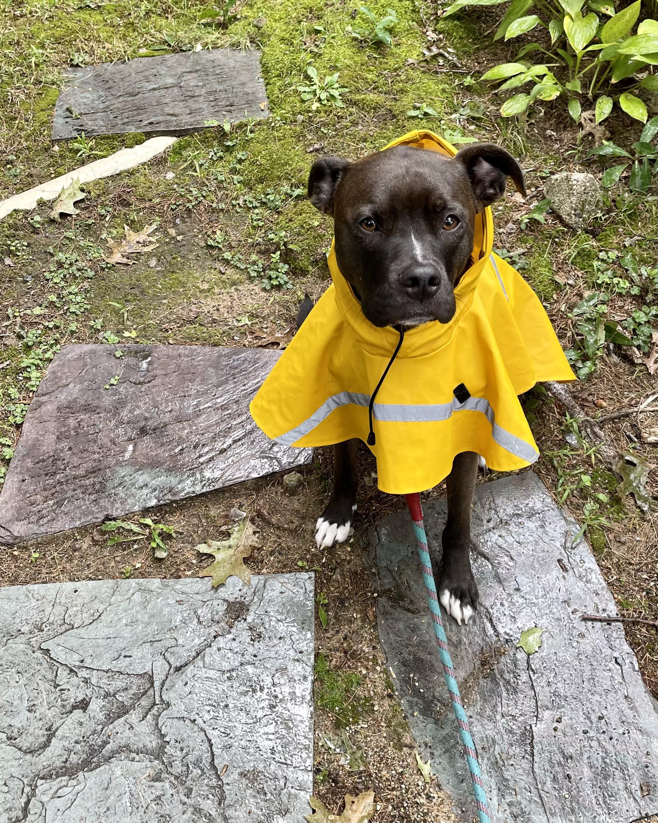 California dog now in New England, all ready for a Norâ€™easter! posted by glumgrrrl