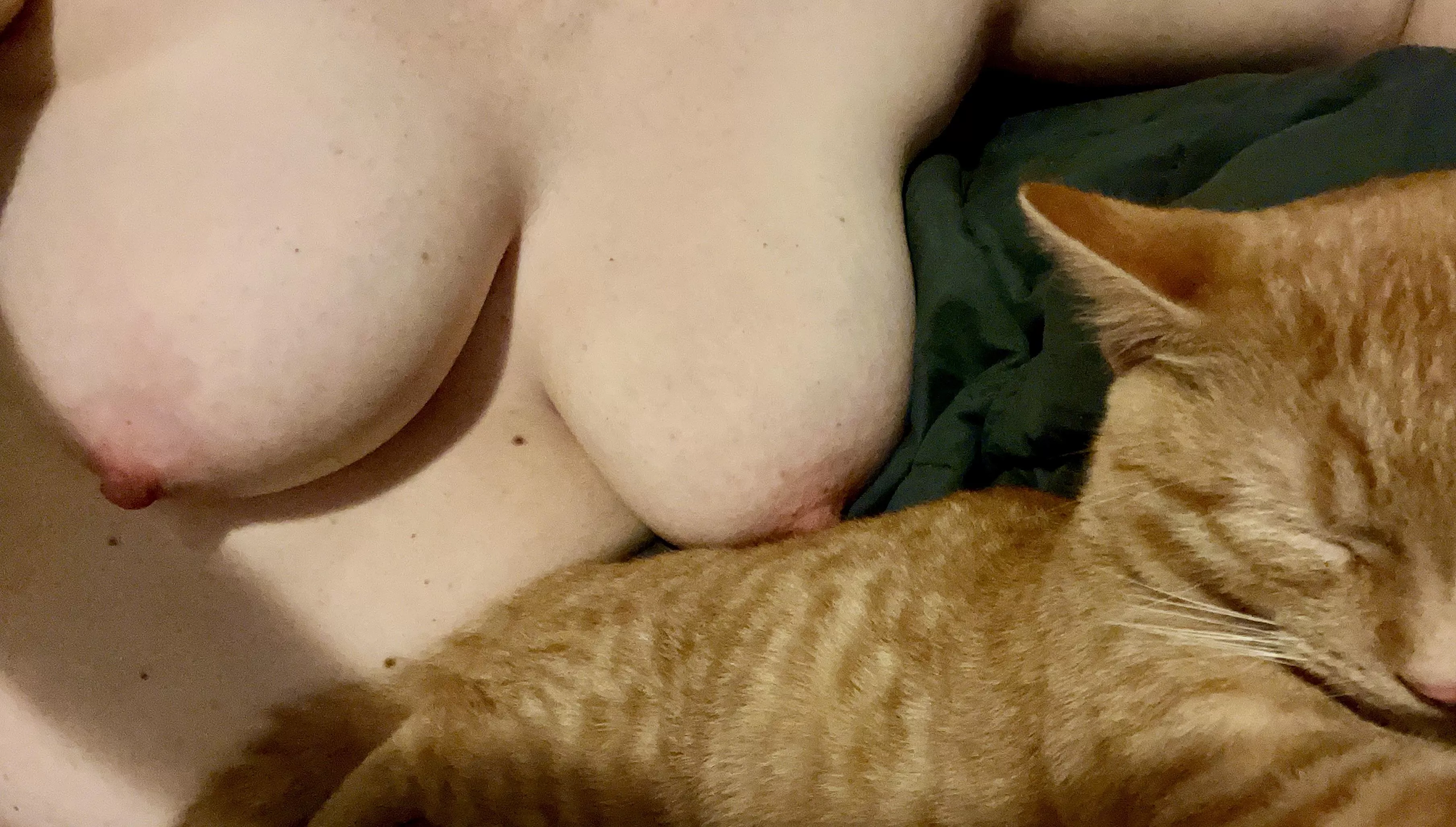 Choose your fighter: titties or kitty? posted by legittits38