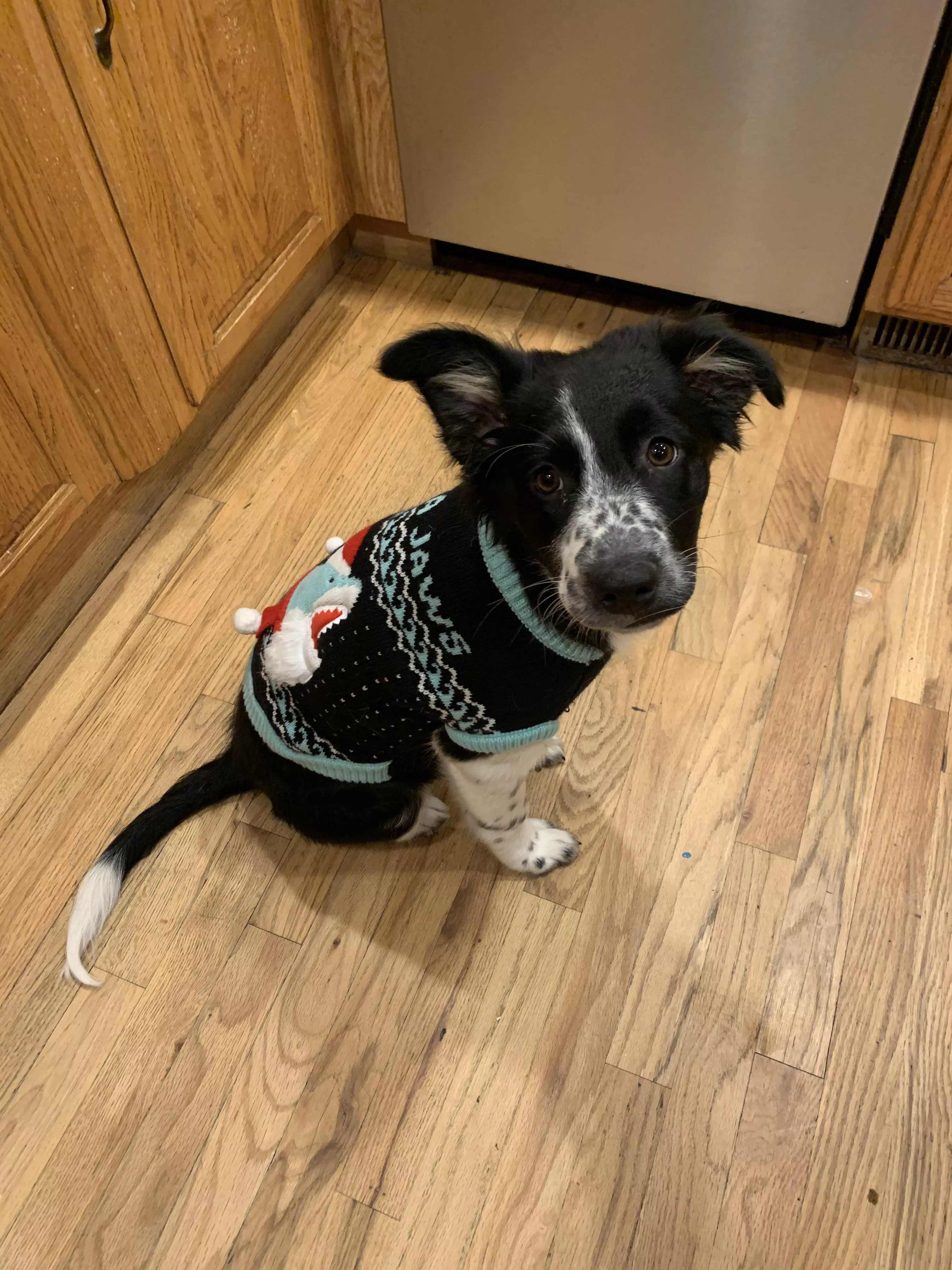 Cookie in her Christmas sweater posted by sthapNaow