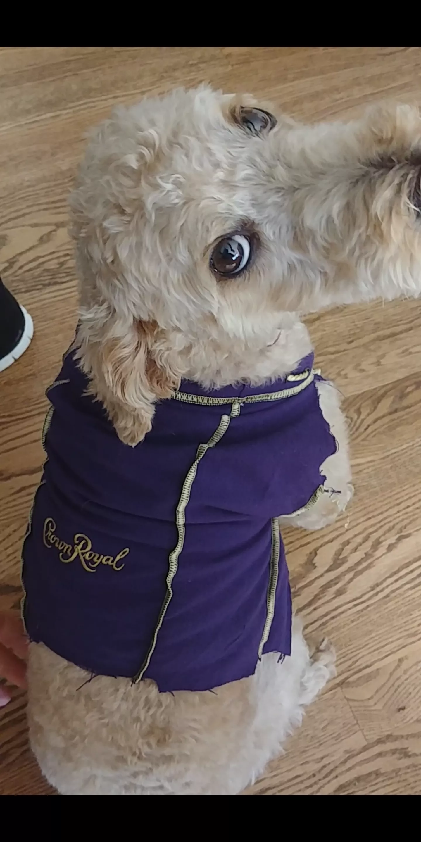 Crown Royal sweater posted by sharkweeek