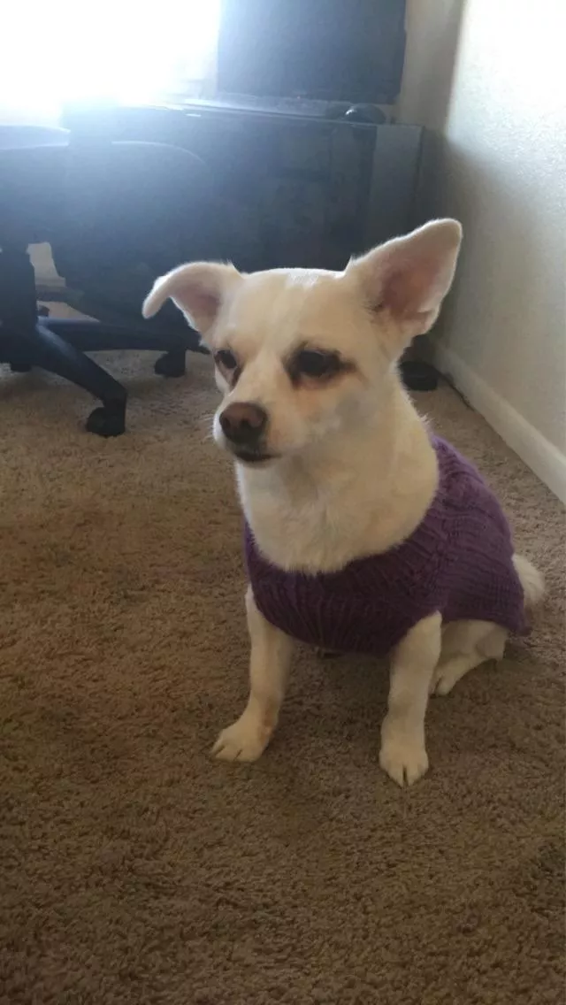 Daisy in her new sweater posted by clorista