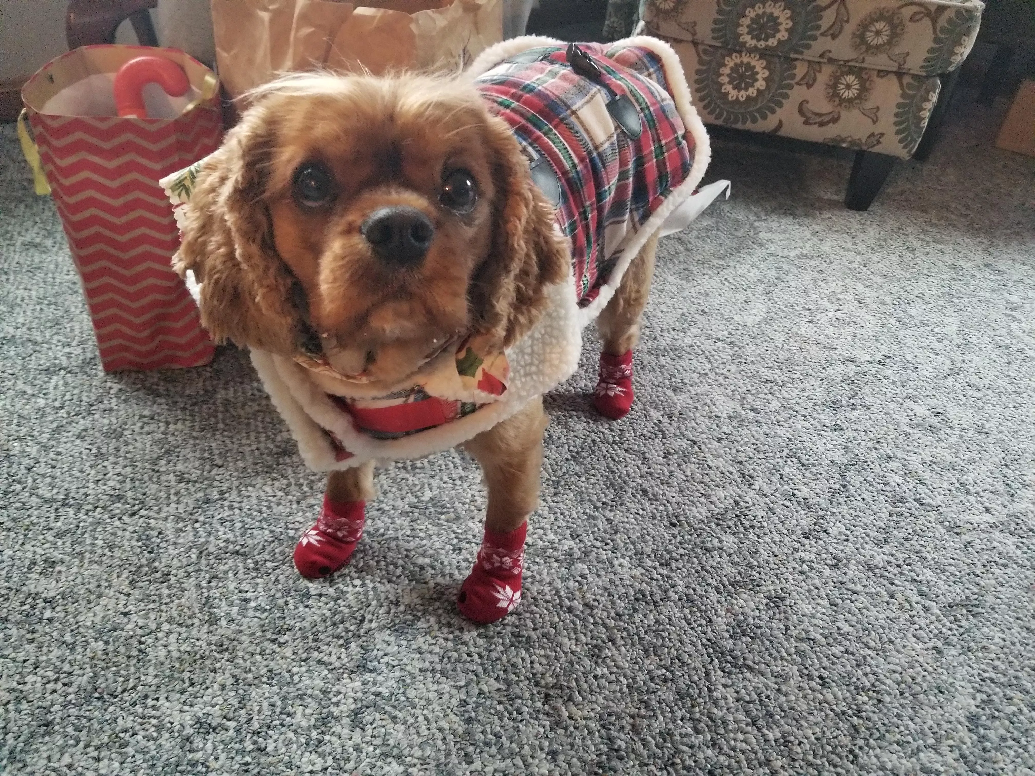 Dickens was displeased with his new socks. posted by Swooshtastic