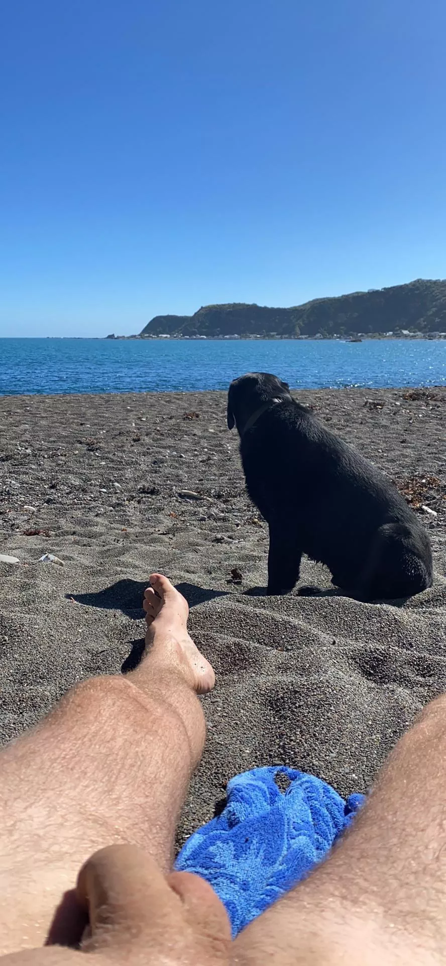 Dog is shy at nudist beach (kept his collar on) posted by hardlyeva