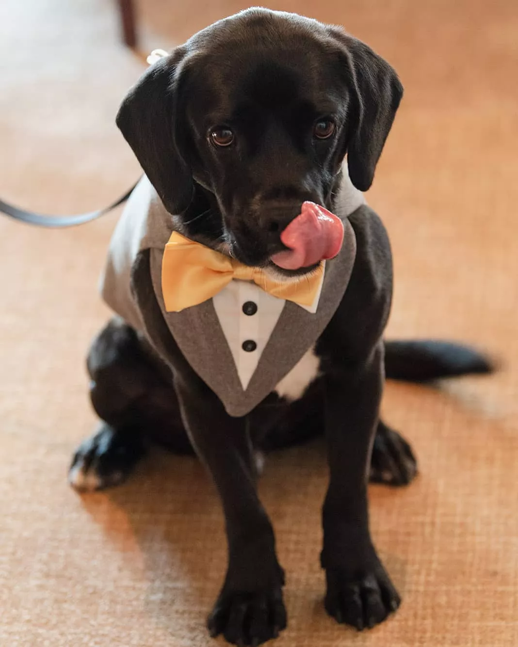 Doggie in his wedding tux posted by earwaxmcgee