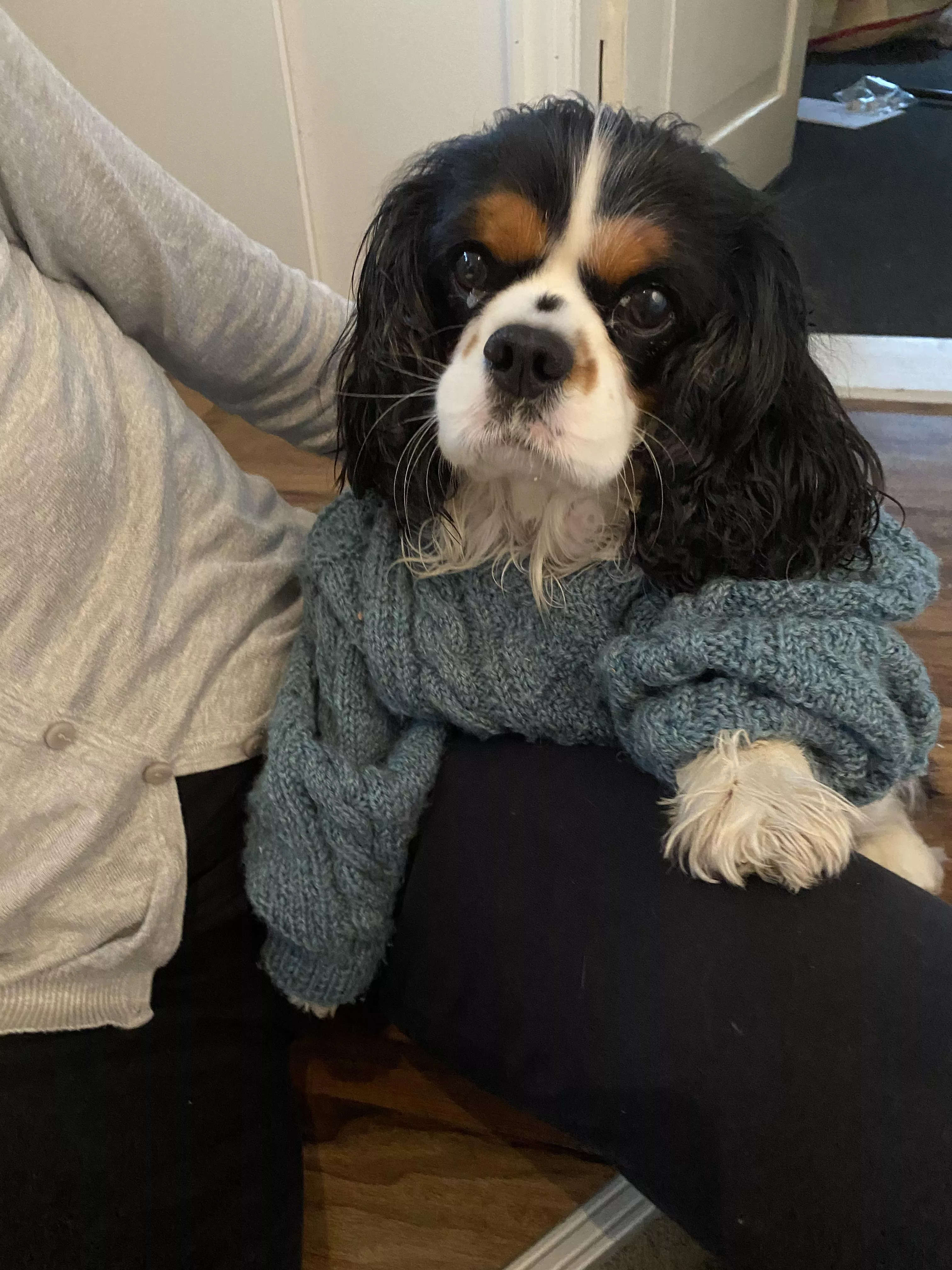 Doggo in a stylish sweater posted by metrogenics