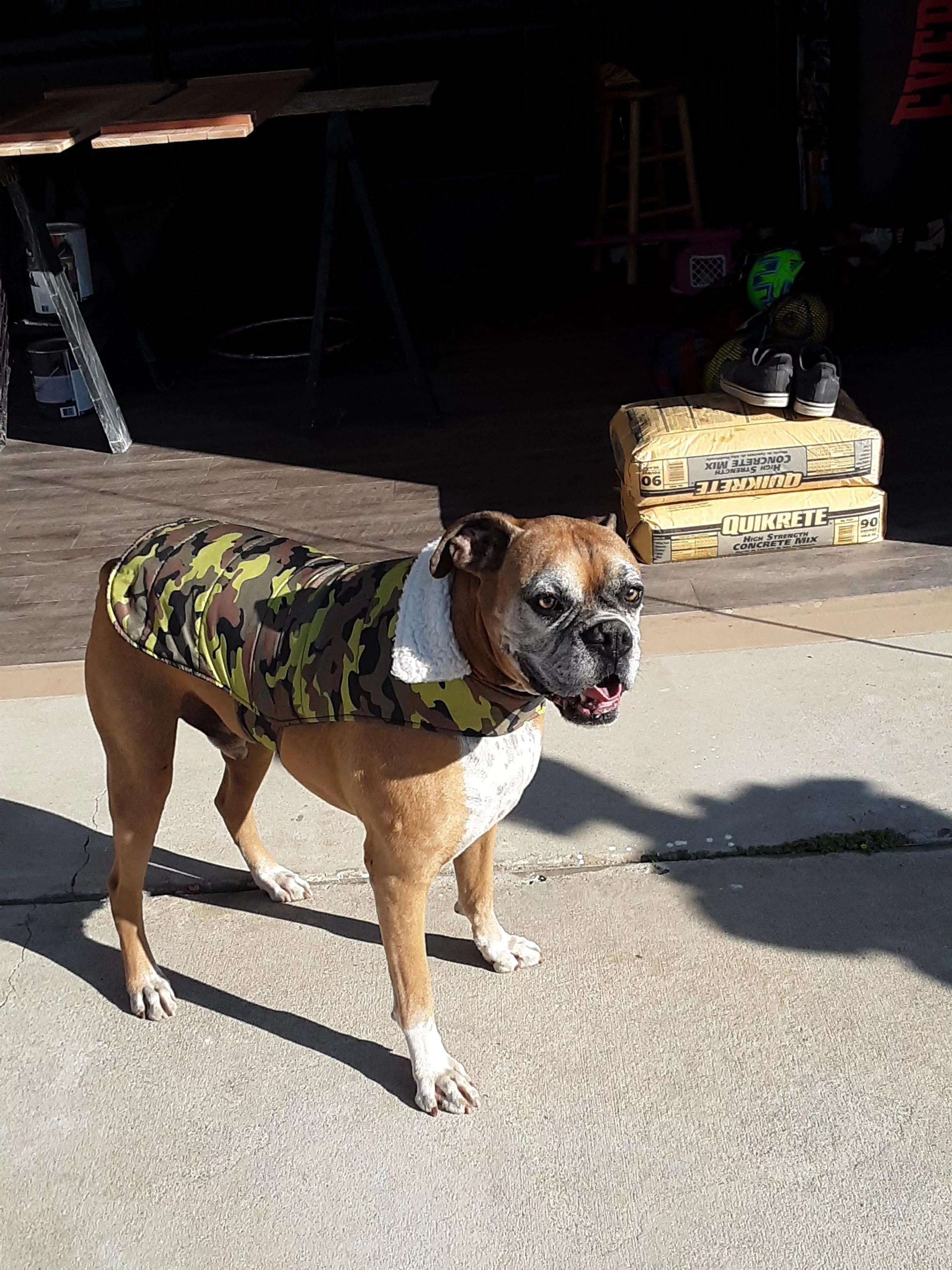 doggo with his new jacket posted by _username_goes_here