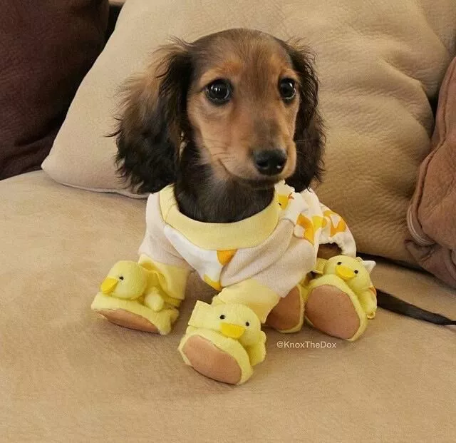 Duck booties. posted by _username_goes_here