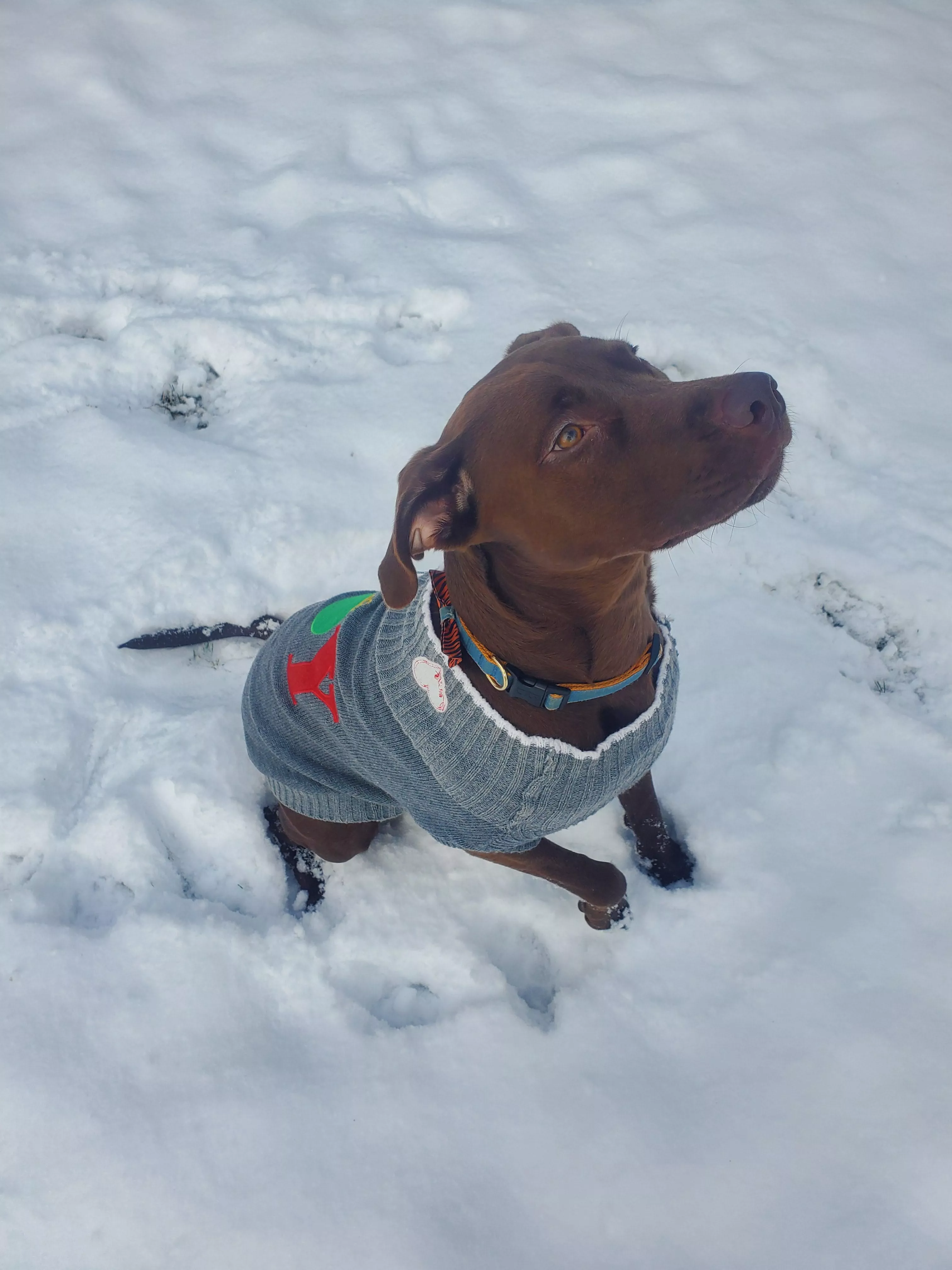 Ellie, playing in the snow posted by No_PancakeMixInThere