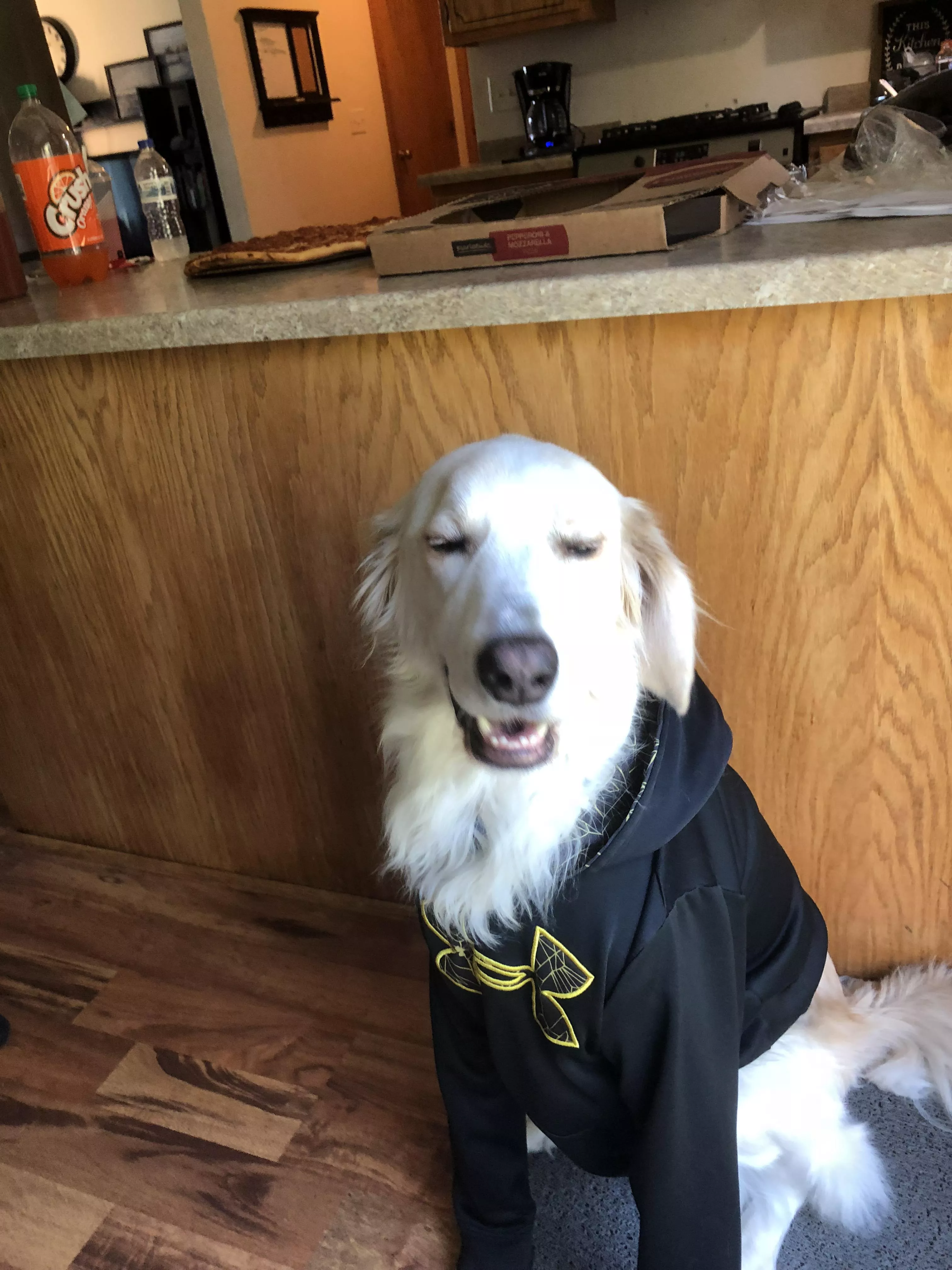 Emmit loves his new sweater! posted by metrogenics