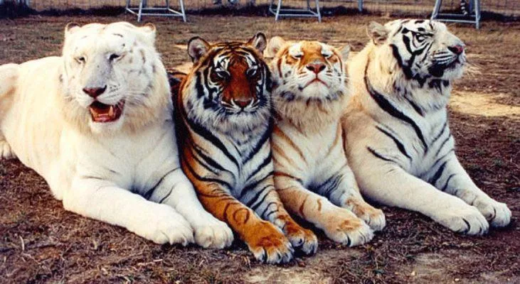 Every tiger colour mutation in one photo posted by arbivark