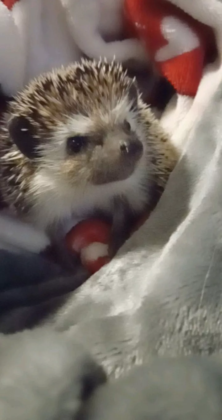 Everybody meet my hedgehog. Her name is pineconeðŸ¥°ðŸ’• posted by ell1824