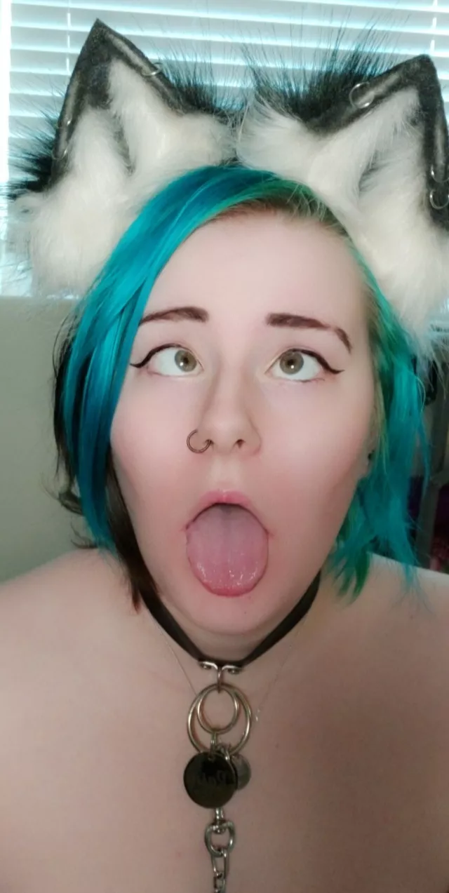 (F19) come pet this kitty! 😻🖤 posted by rainbowstorm130