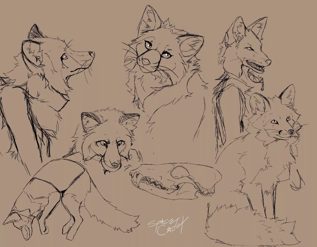 Fox sketch study by me! (@SpaceCadetWah) posted by SpaceCadetMini