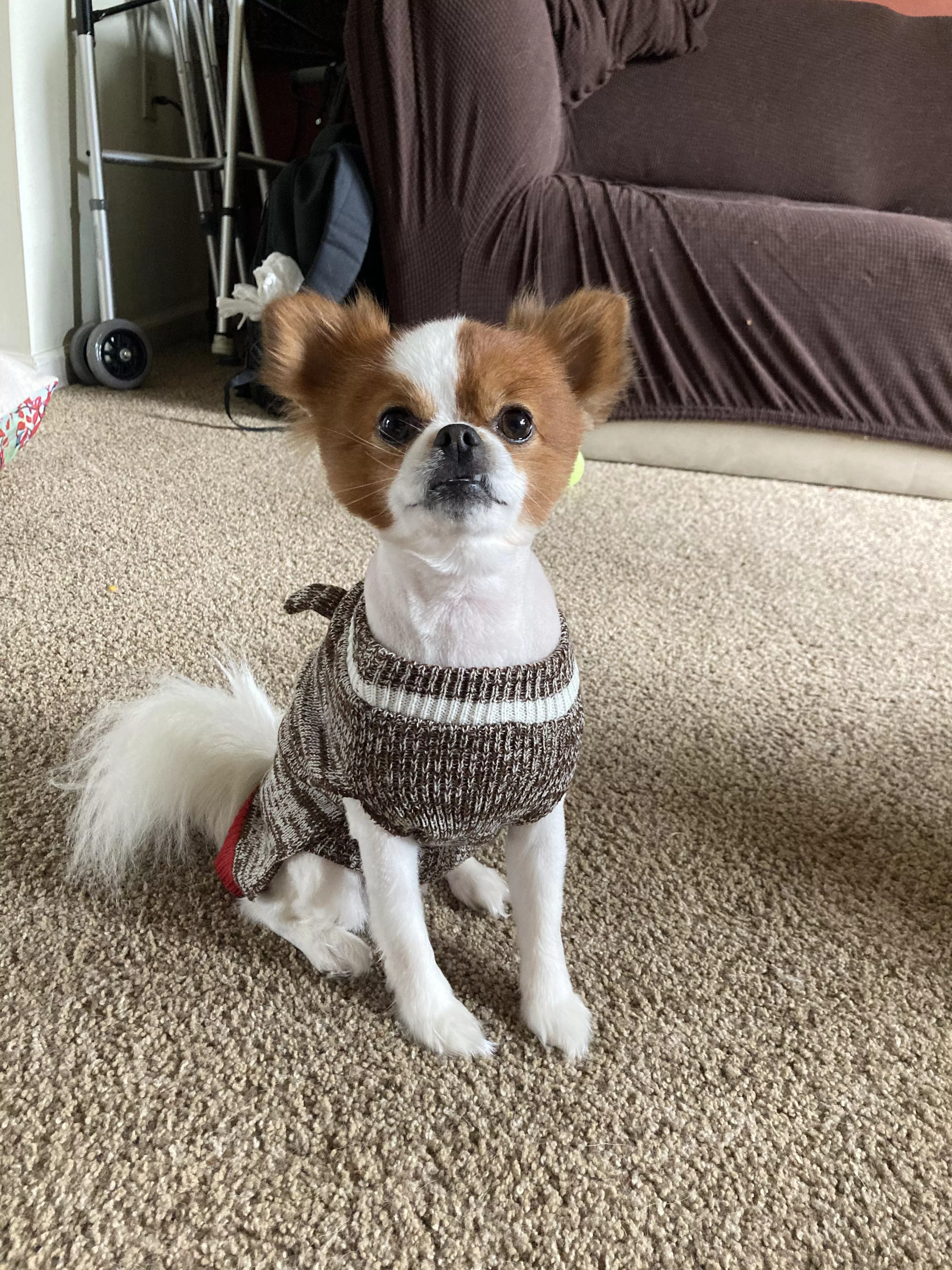 Gizmo sporting his sock monkey sweater. posted by metrogenics