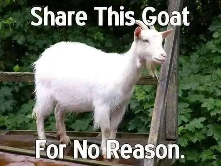 Goat posted by I-Ate-your-