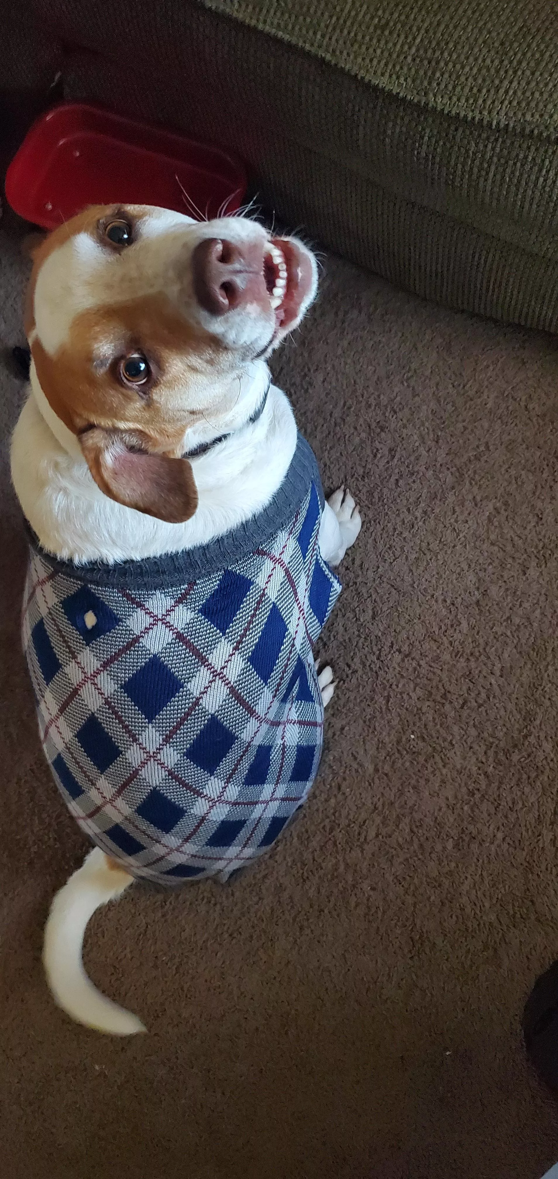 Good Boy in His Sweater posted by clorista