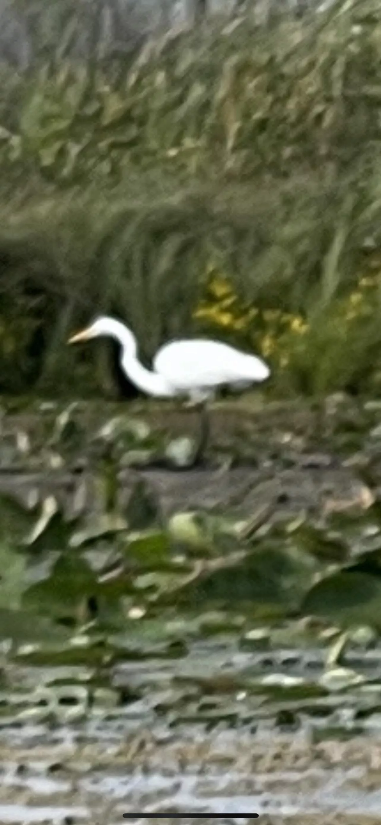 Great Egret posted by only5cents