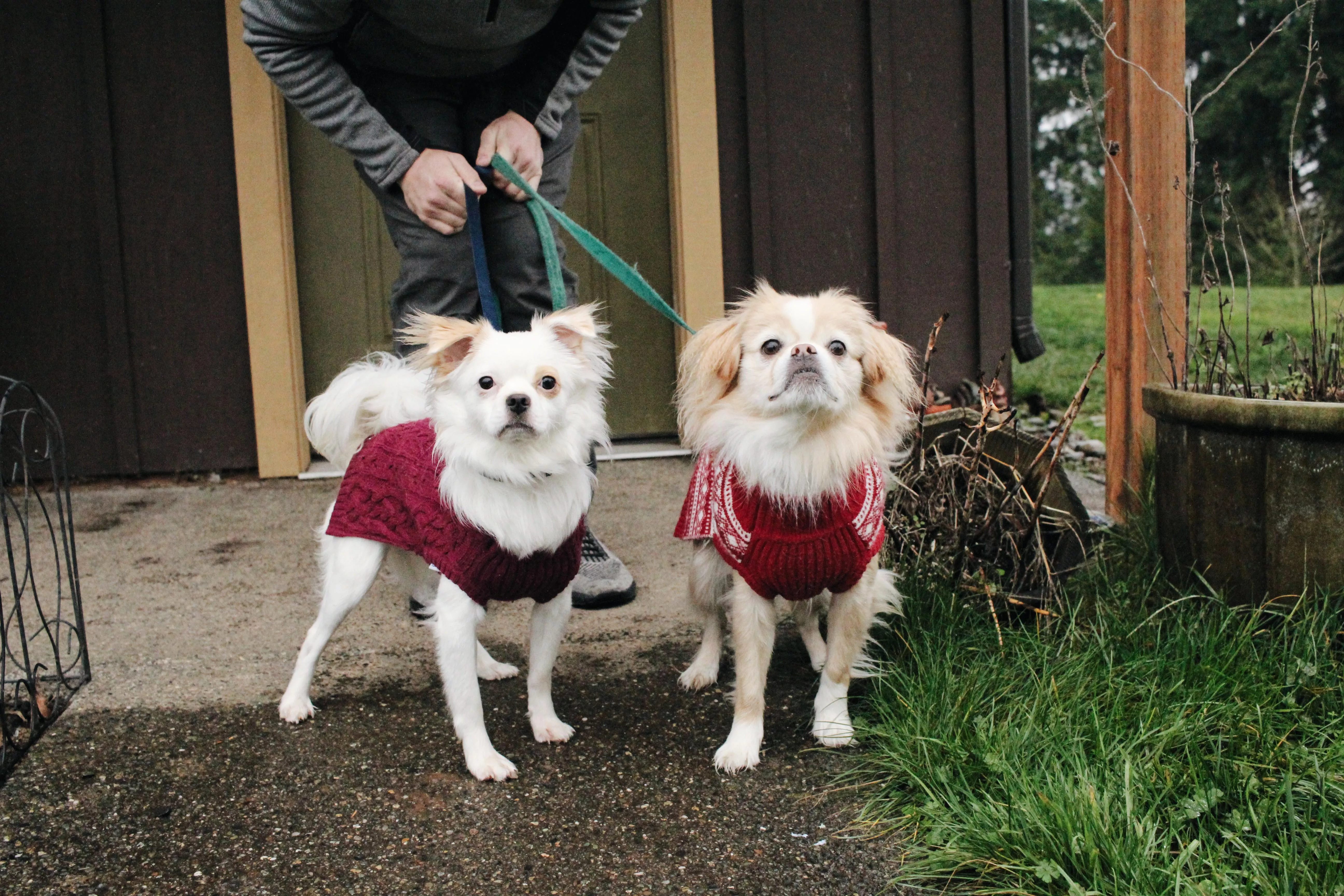 Handsome puppers in sweaters posted by flux-and-flow