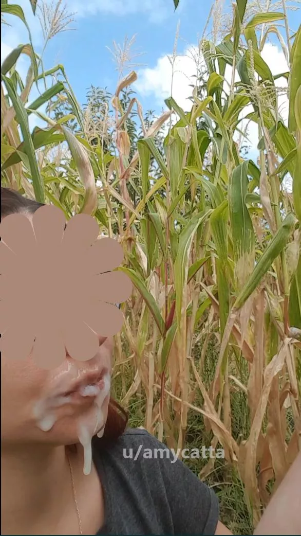 Huge facial after i sucked his cock in a corn field posted by amycatta