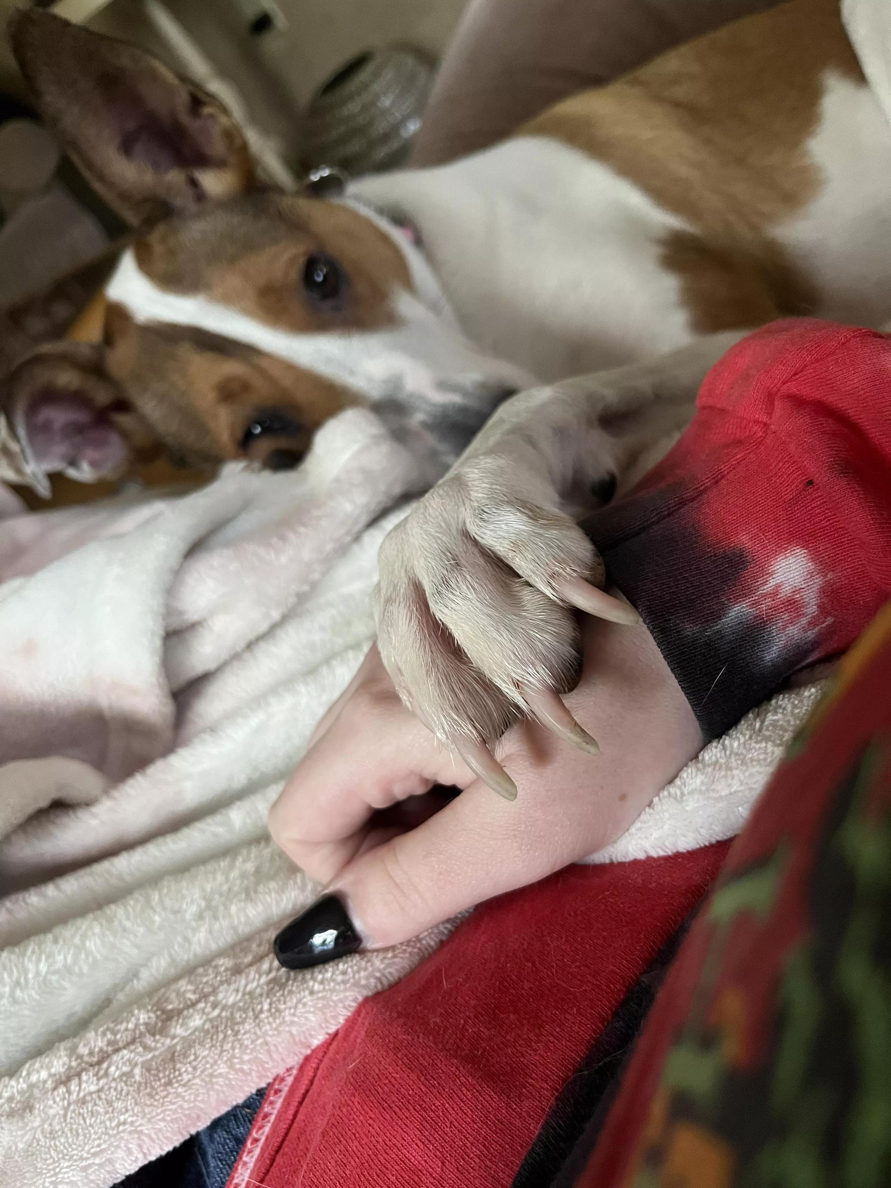 I have pneumonia and itâ€™s kicking my little butt, so hereâ€™s my dog holding my hand ðŸ¥º posted by kittykatlin24