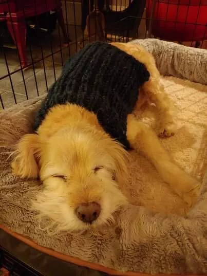 I knit my sweet old boy a sweater. Heâ€™s 16 now! posted by I_like_your_boots