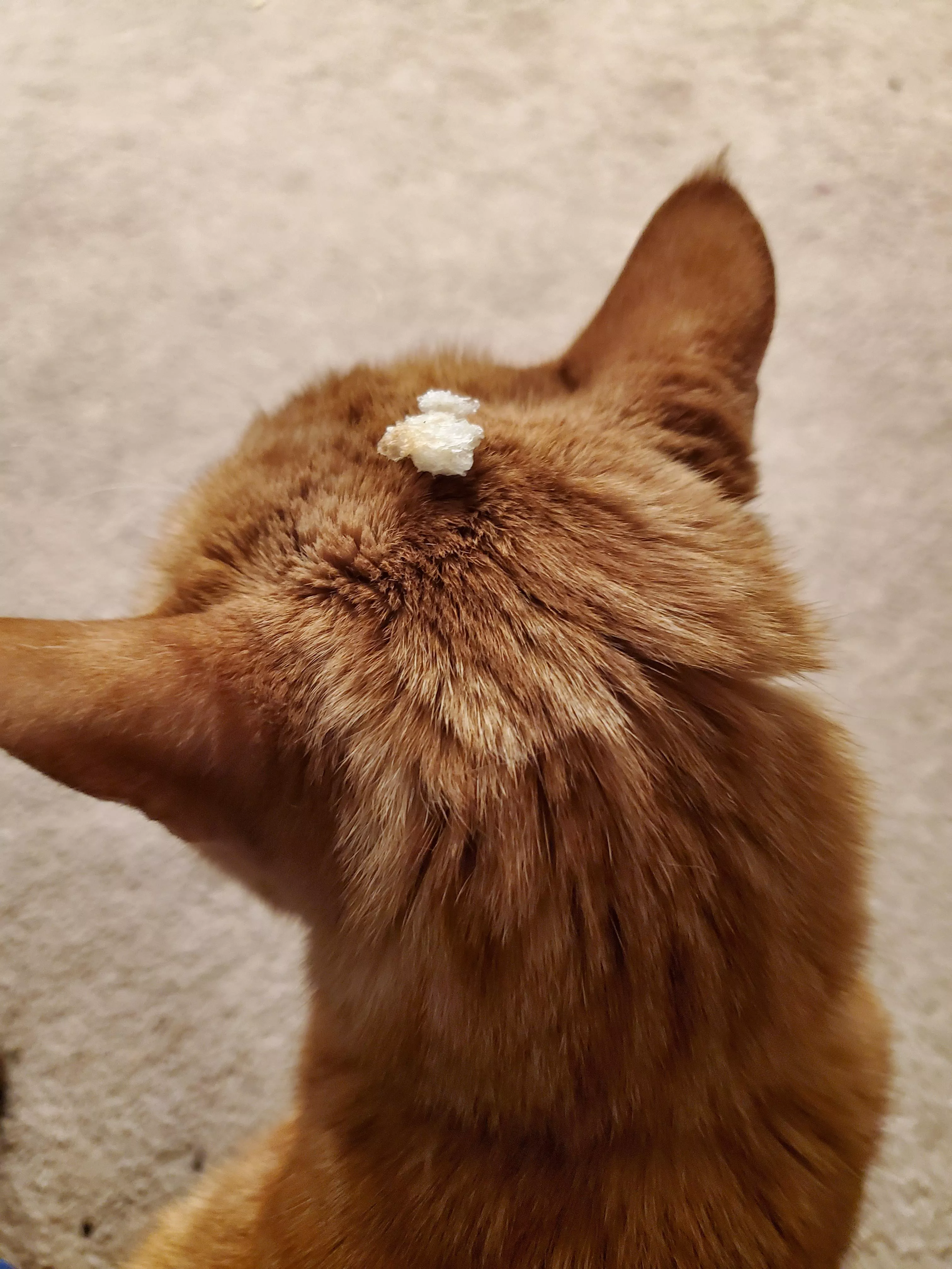 I put a piece of bread on my kitty's head and he hasn't even noticed ðŸ¤­ posted by SoRod420