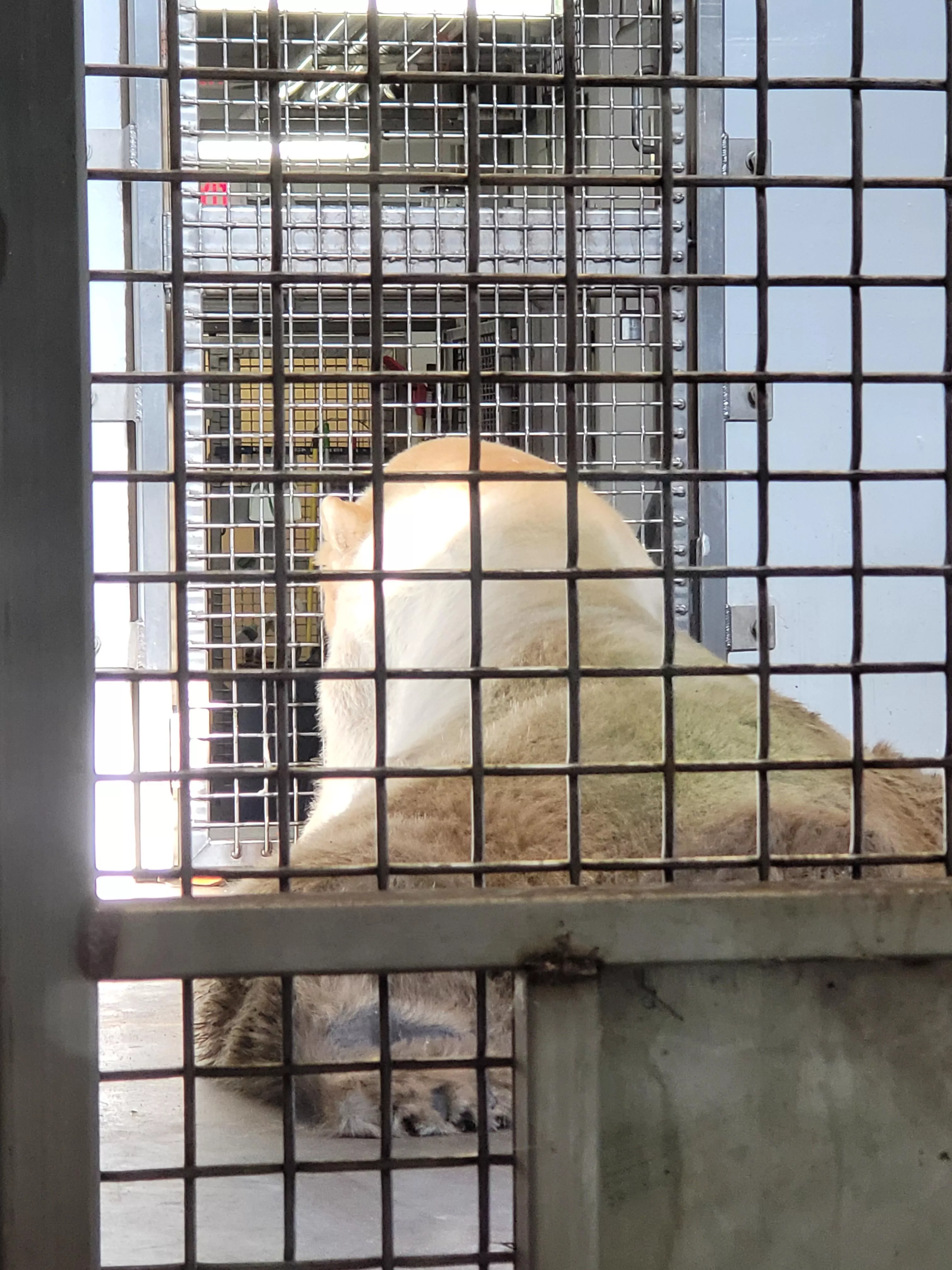 I wanted to pet him soooo bad! Fluffy polar bear butts posted by TeddyBearLove6