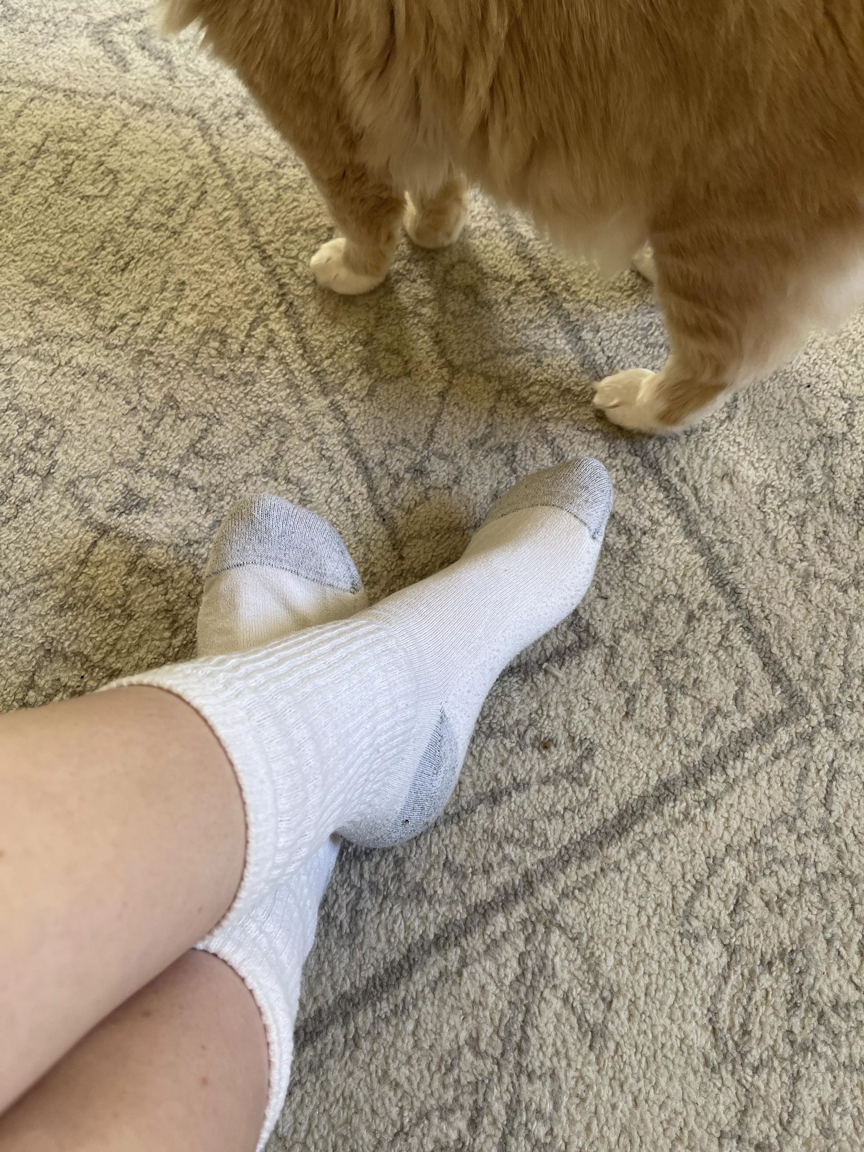 It looks like my cat is wearing socks too 🧦 posted by hanes-honey