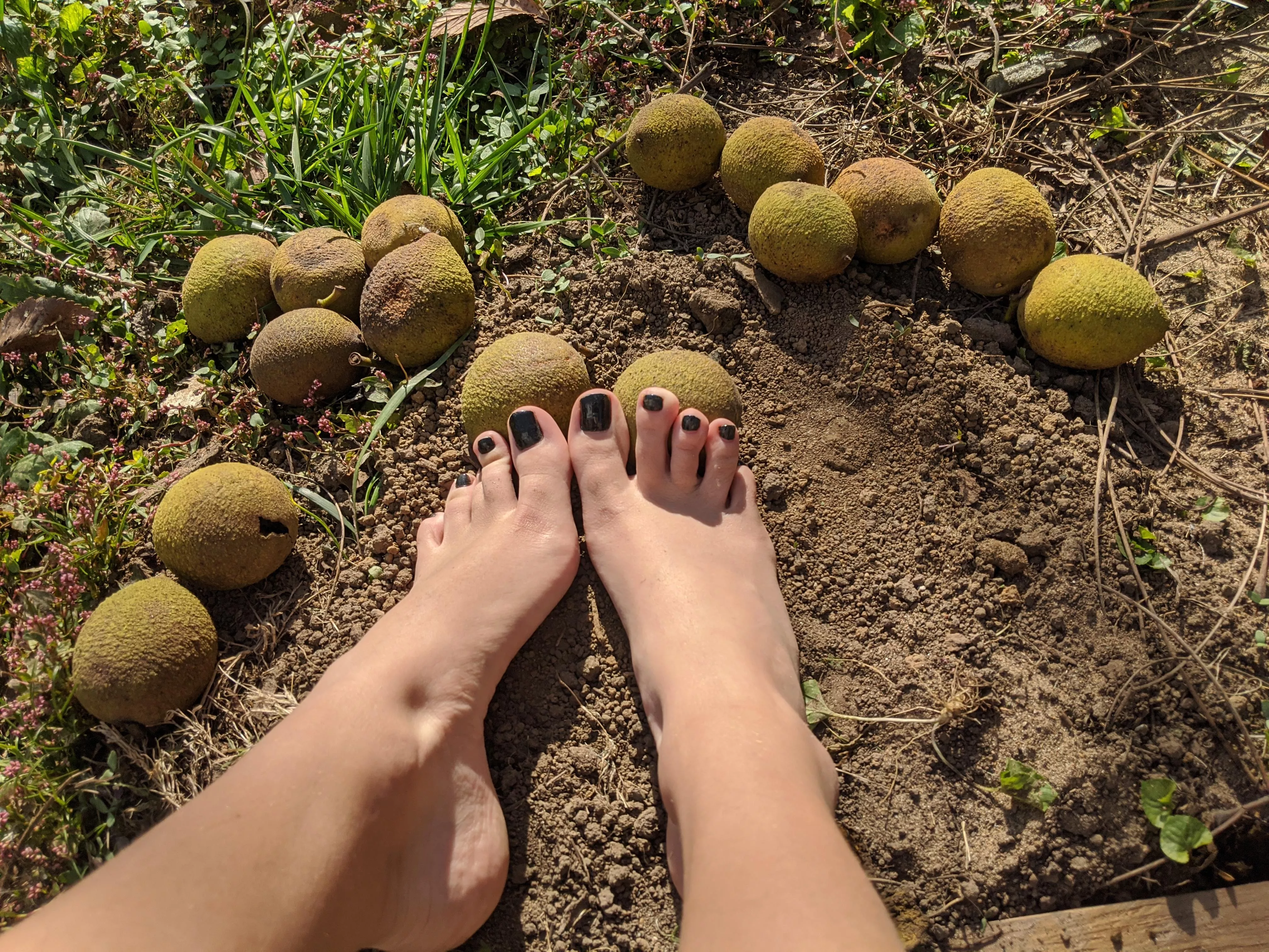 it's walnut season, which nuts should I play with? posted by vegantarantulalady