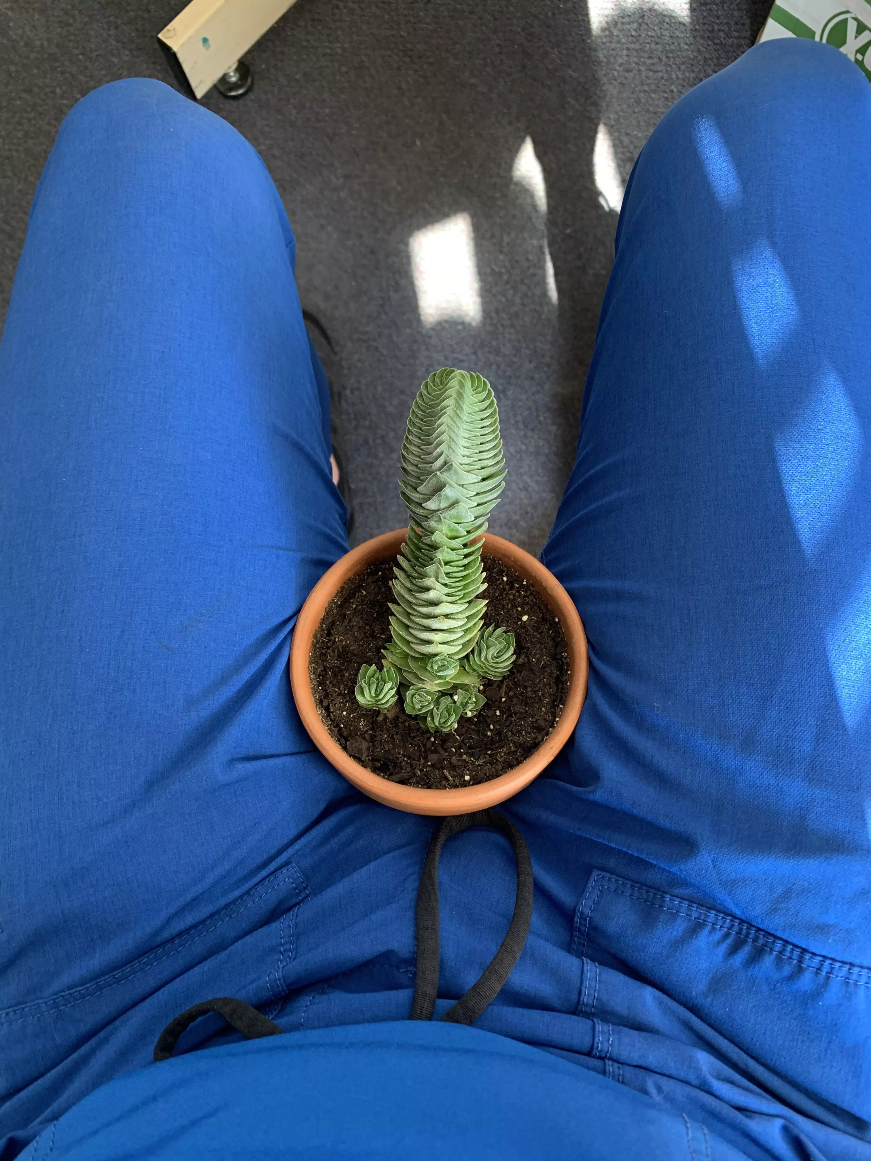 I’ve been getting a lot of comments on my office cactus lately. posted by ridickley