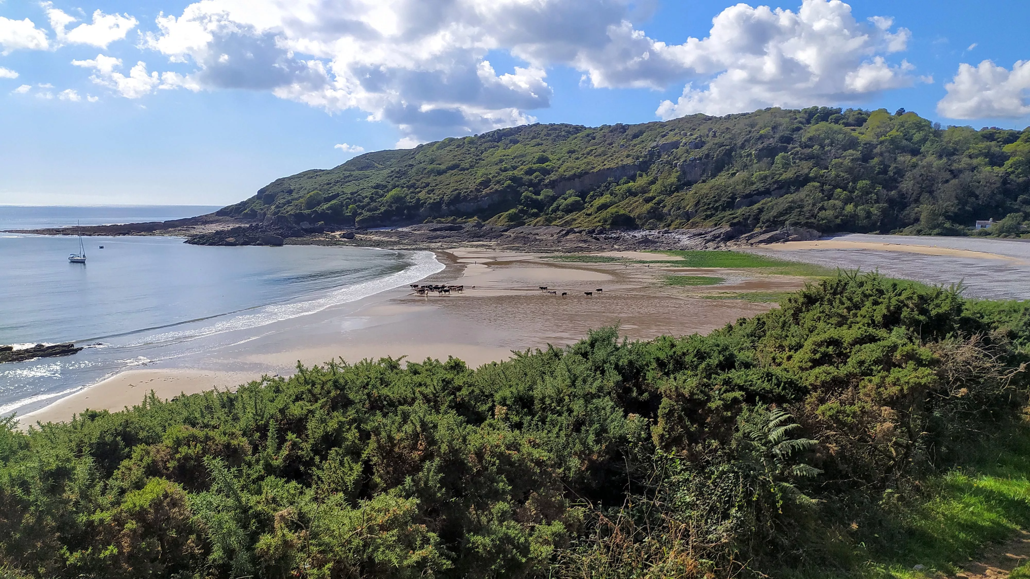 Just a few cows! Pwll Du beach, near Swansea, South Wales, UK. posted by Webby1970