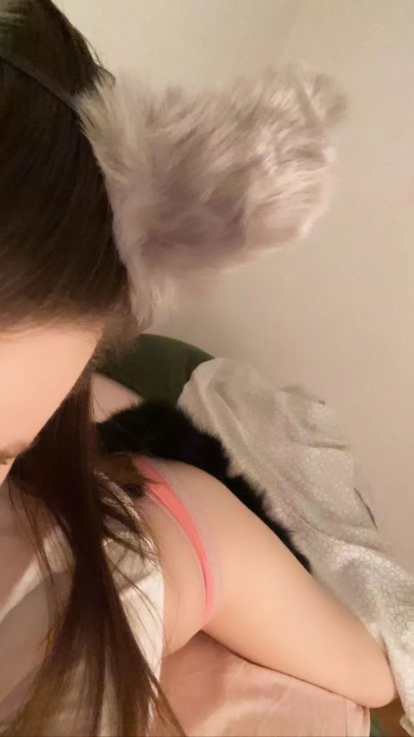 kitty w a black tail n grey ears😏 posted by mbabyy420