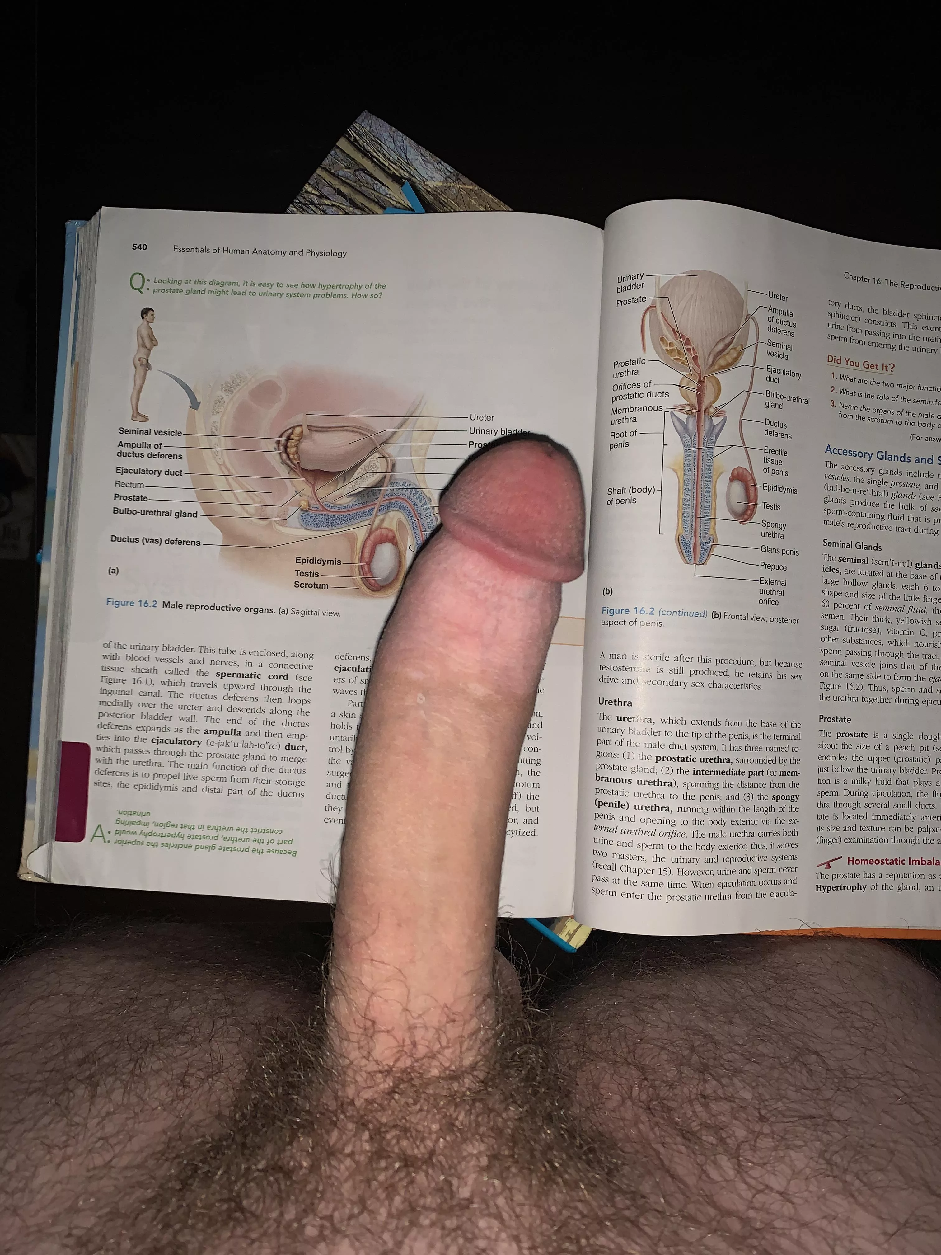 Letâ€™s study anatomy? posted by Deanderrrn