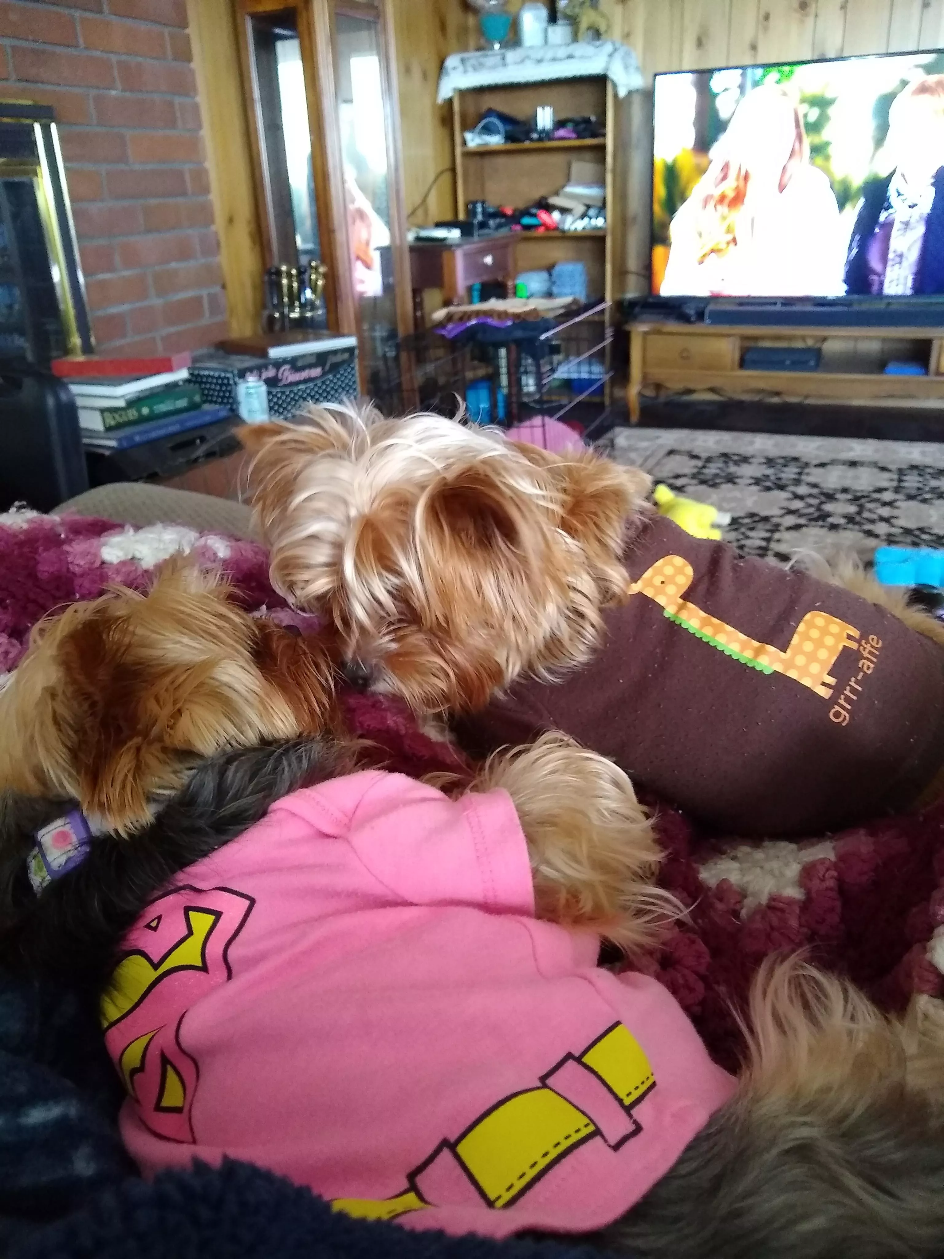 Little Yorkies laying down together posted by _username_goes_here