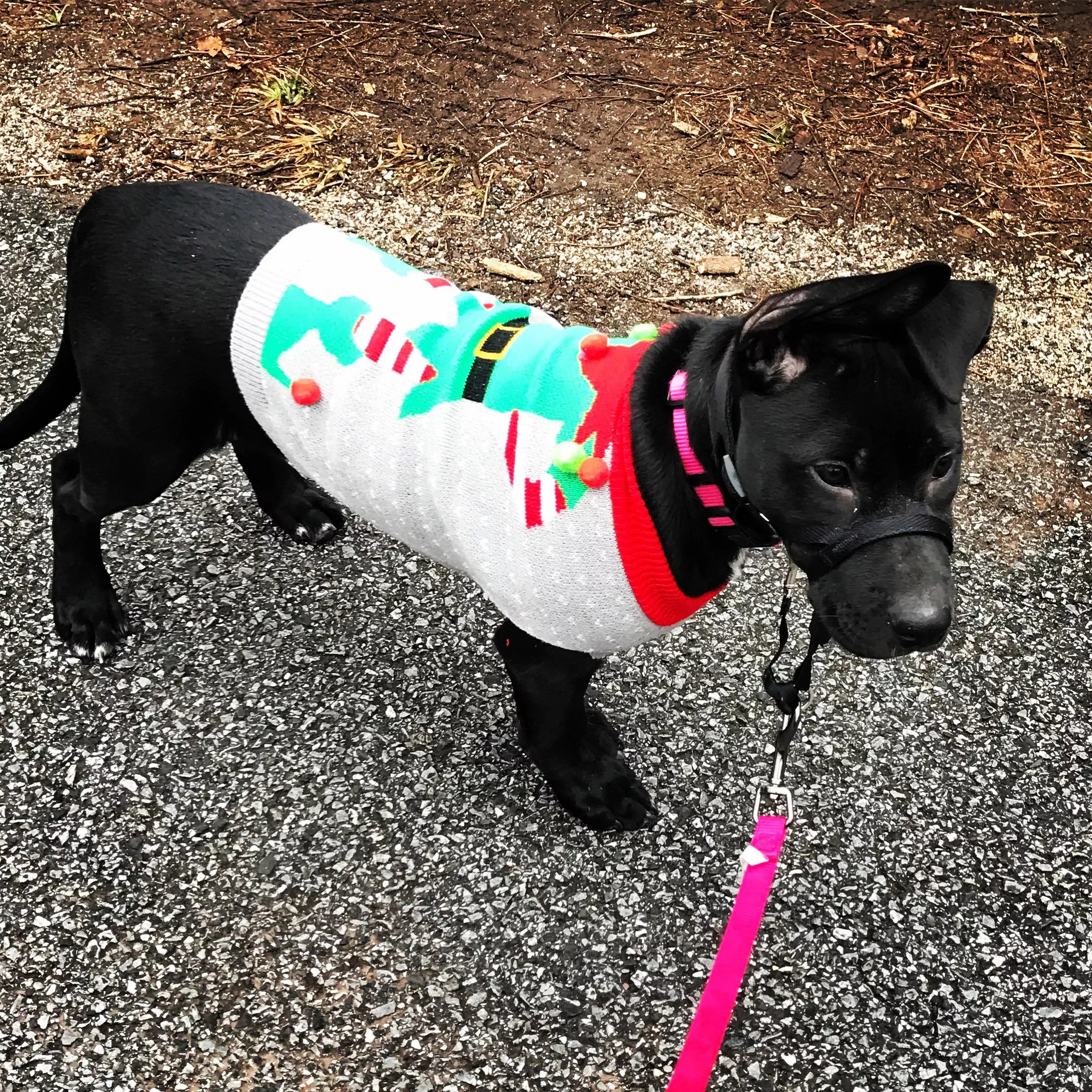 Ma, is it Christmas yet and does this sweater make me look fat? posted by Say_hi_to_ur_dog_4me