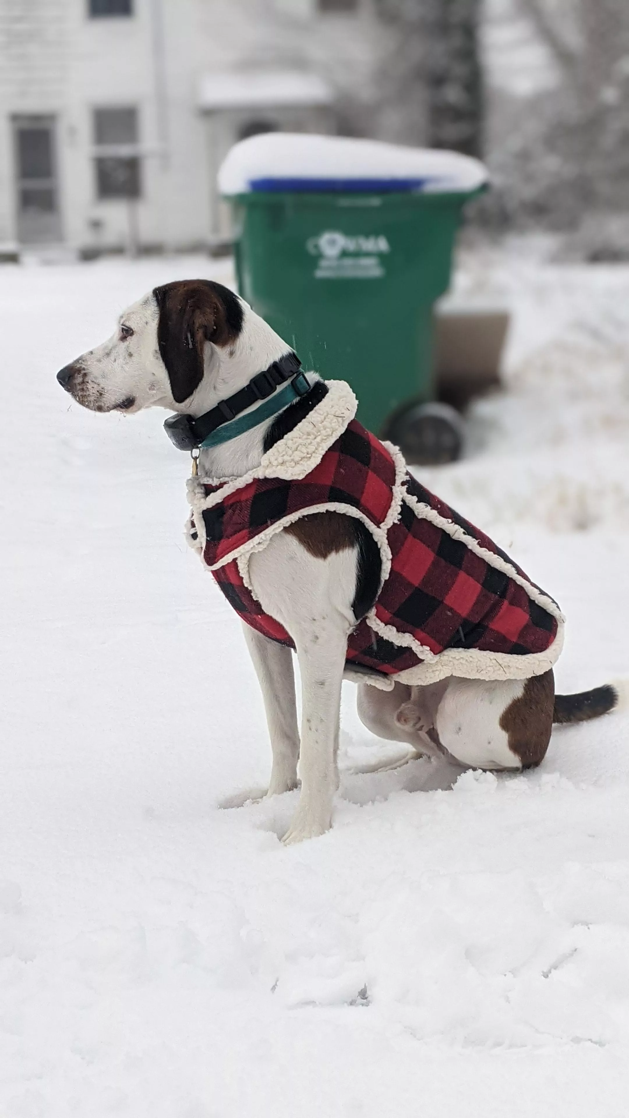 My boy, Jack, enjoying the snow day. posted by BossFerrell