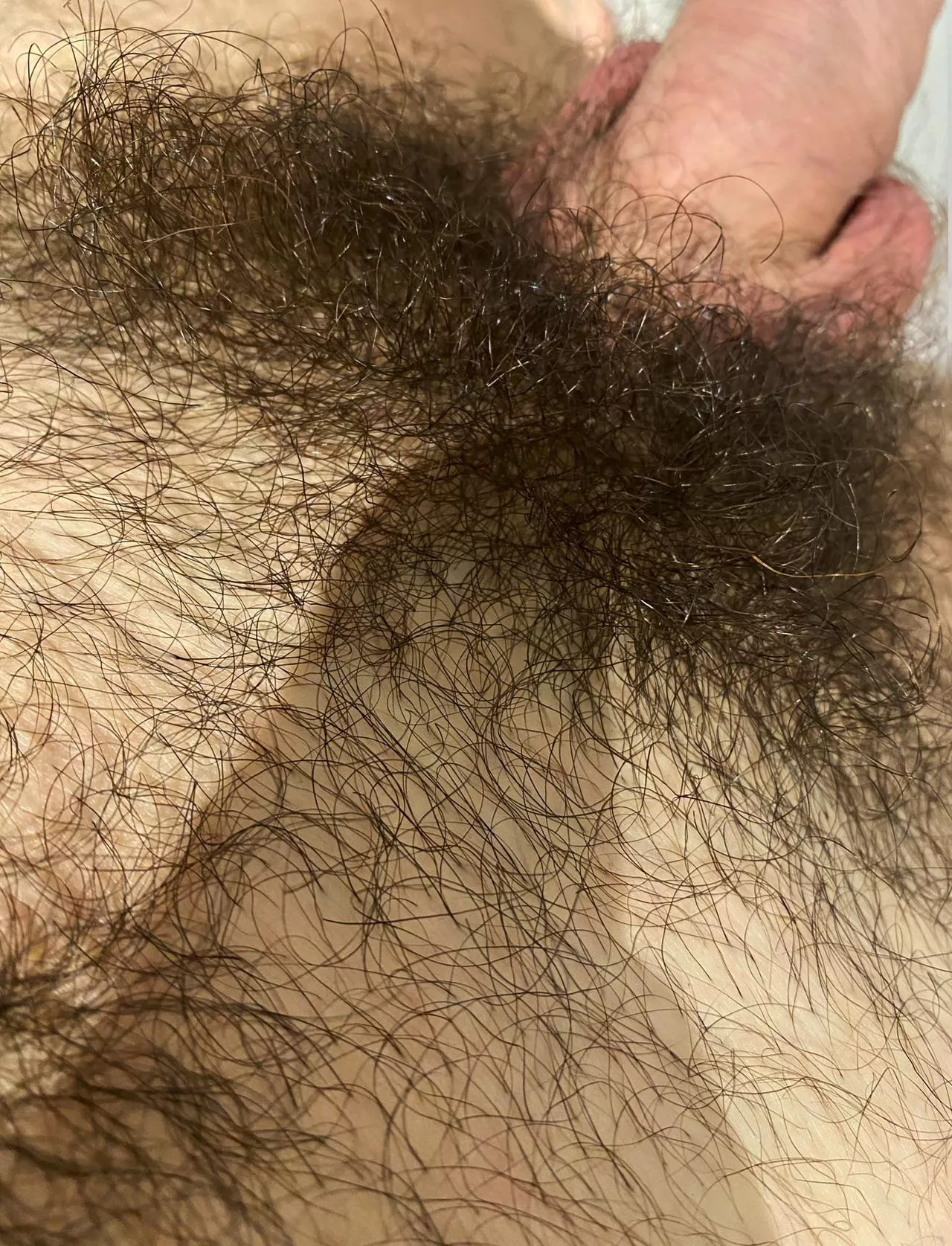 My cock bush. Come and take a sniff posted by Strong-Piano-4241