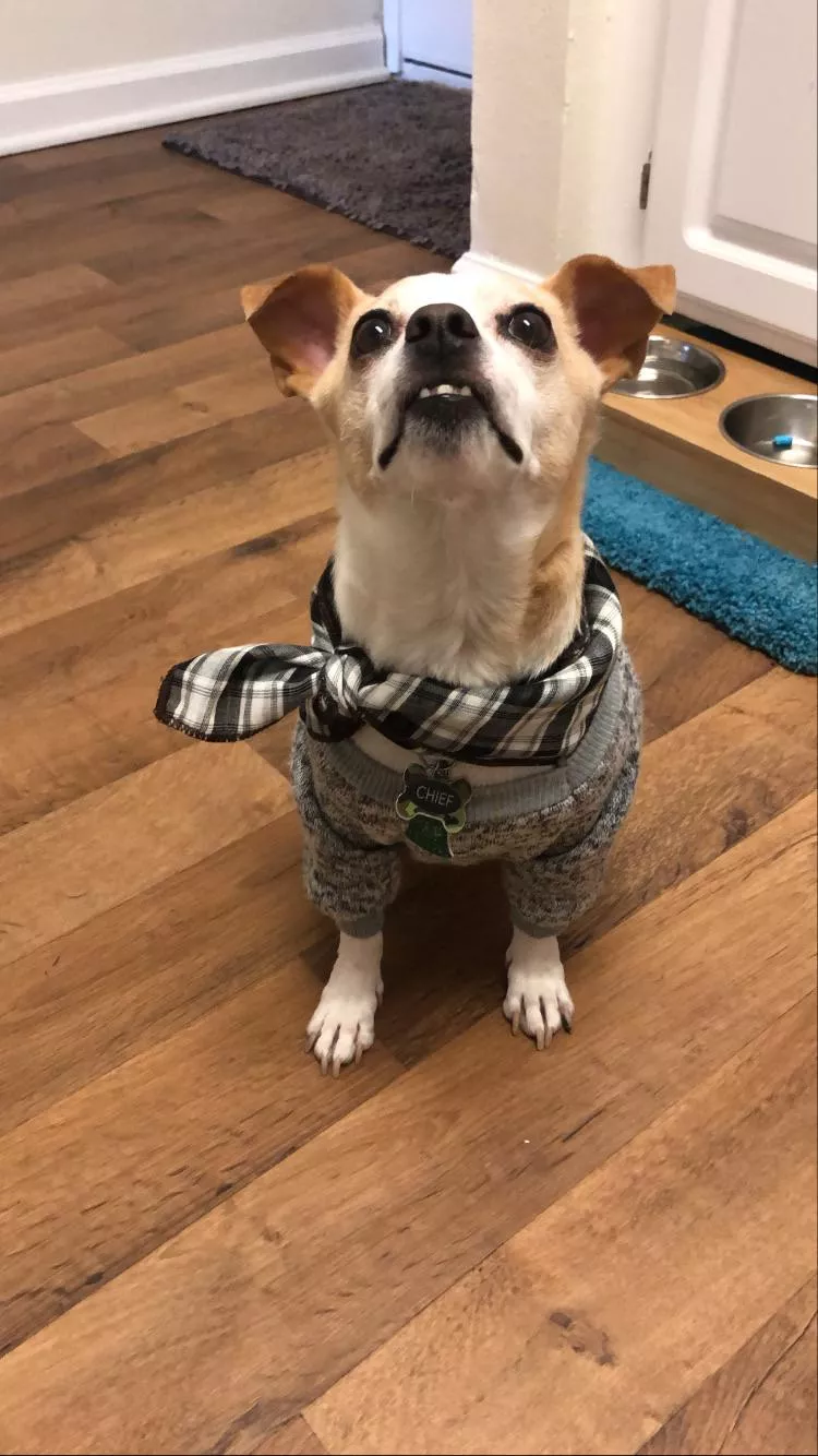 My dog started wearing scoop neck sweaters and bandanas. Now he only drinks local IPAs on tap. posted by sharkweeek